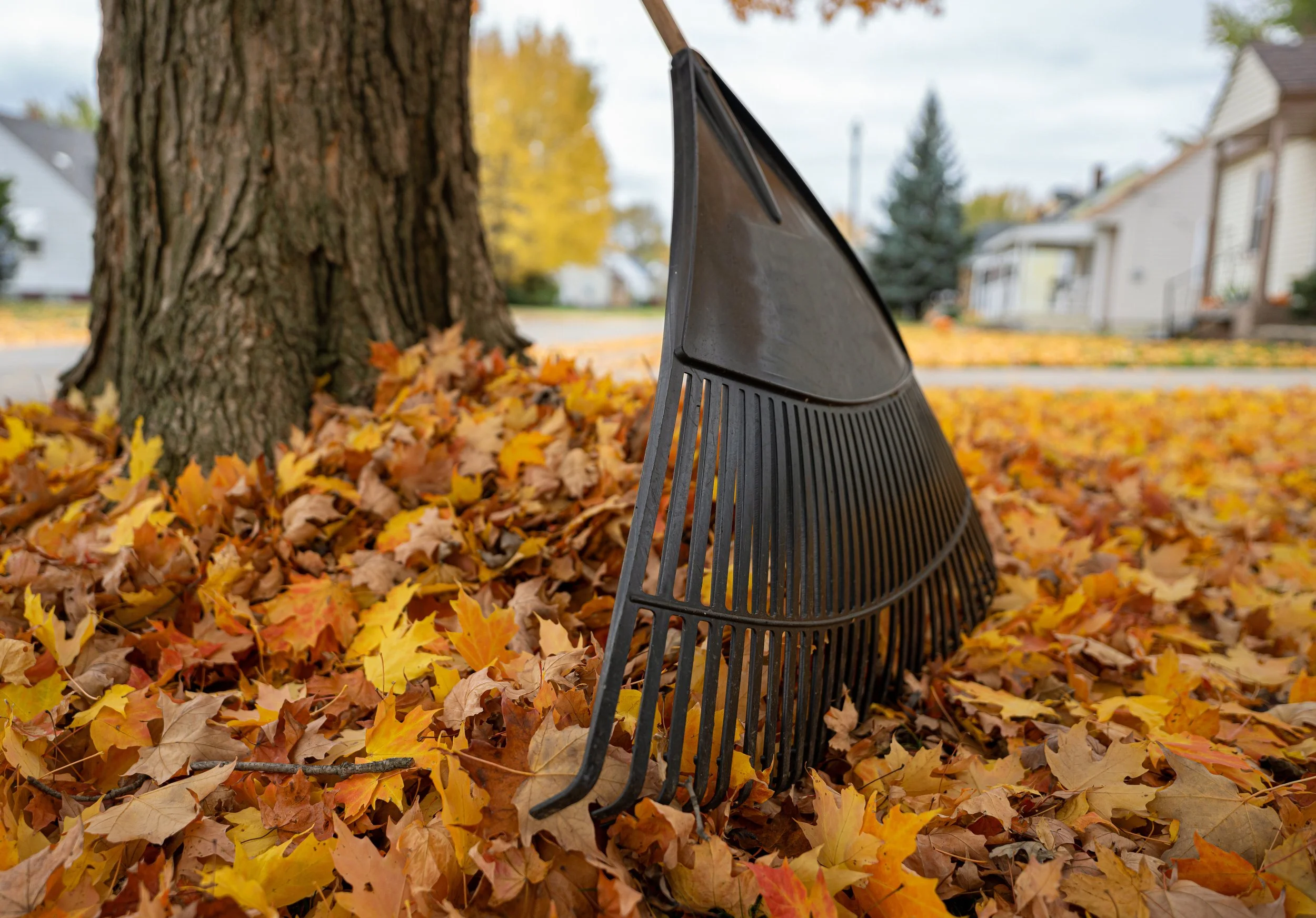 A leaf rake is resting on a bed of fallen leaves under a tree in a residential neighborhood during autumn.