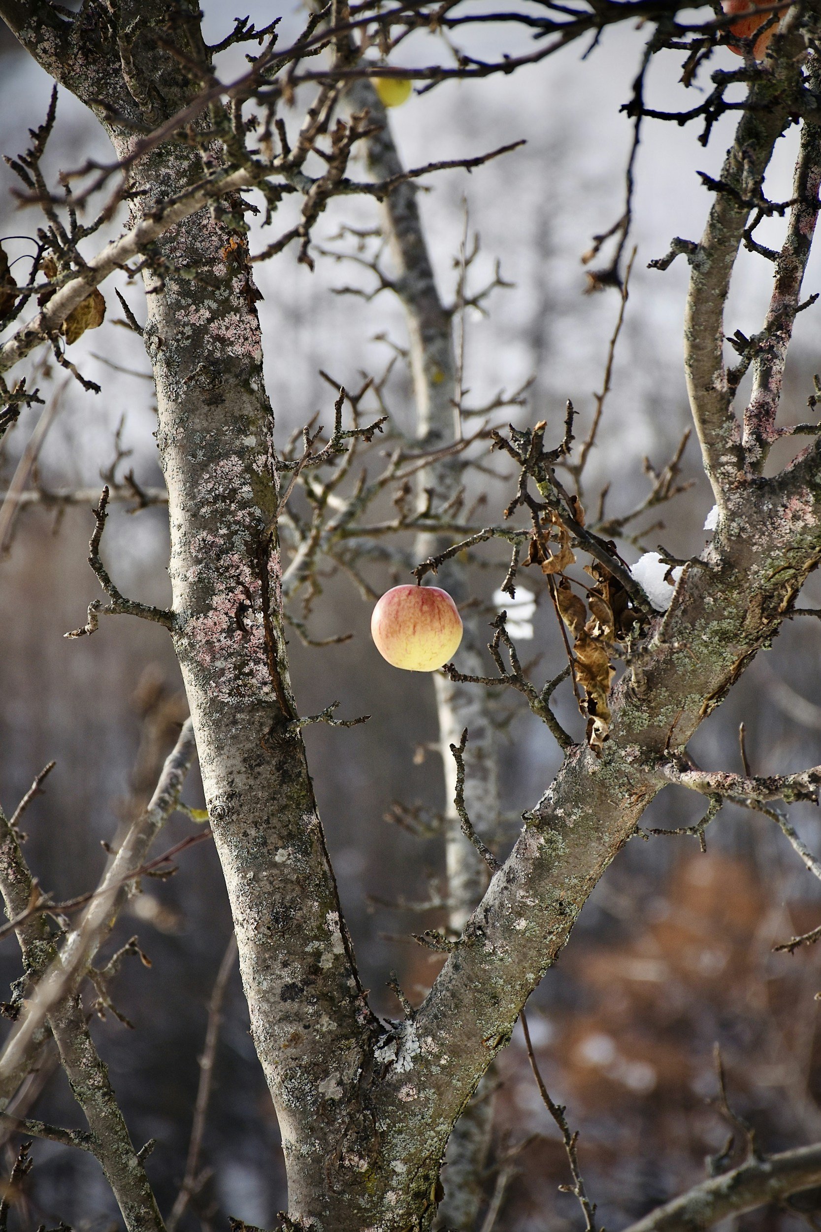 Fruitful or Barren?