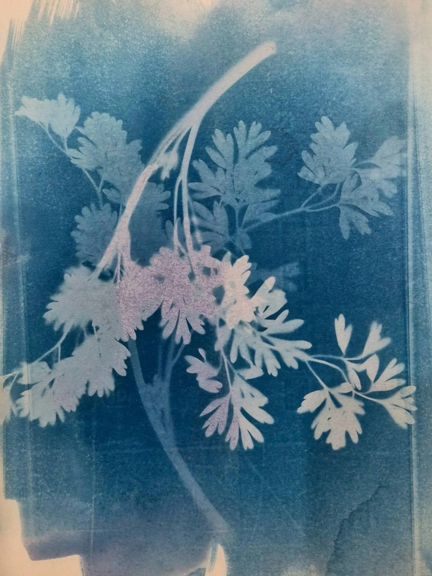 Plant cyanotype studies 
#artofinstagram #melbourne #artgram