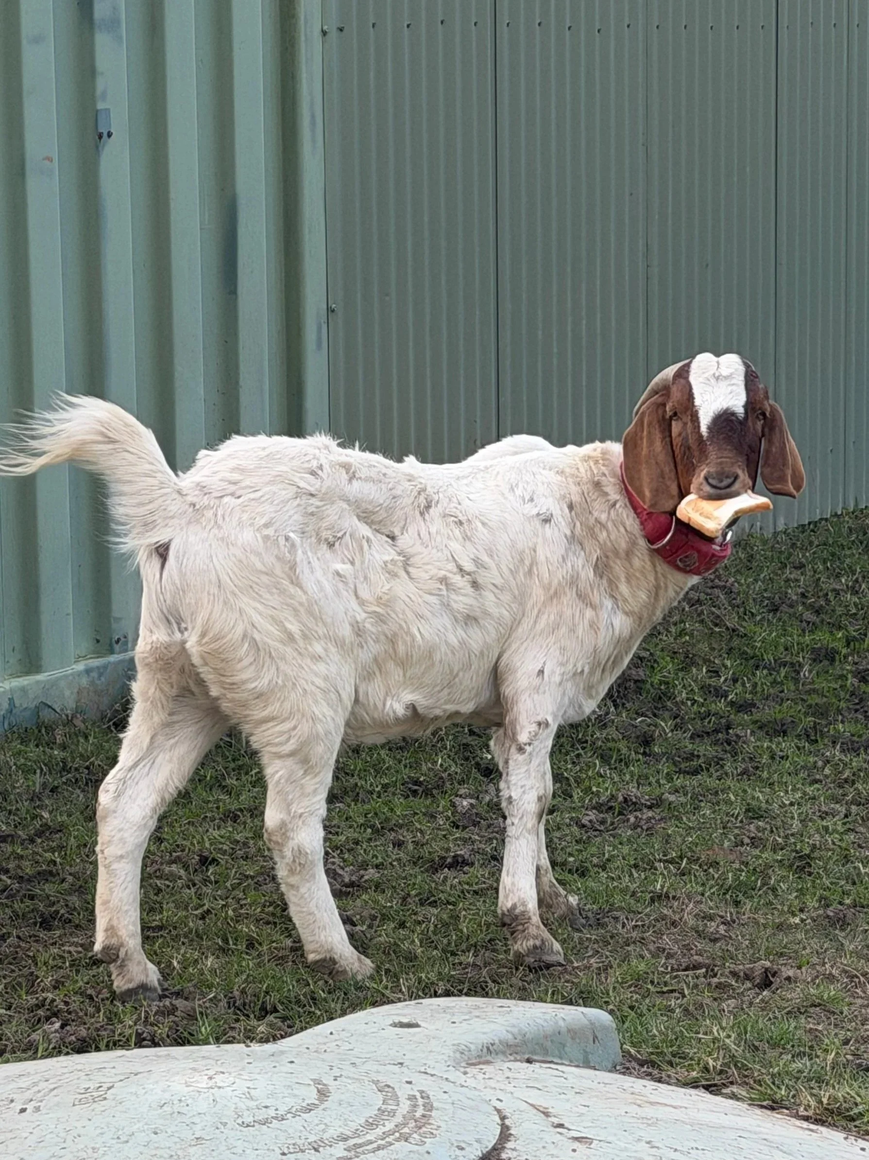 Young goat with brown and white fur and floppy ears standing on grass, holding a bone in its mouth.
