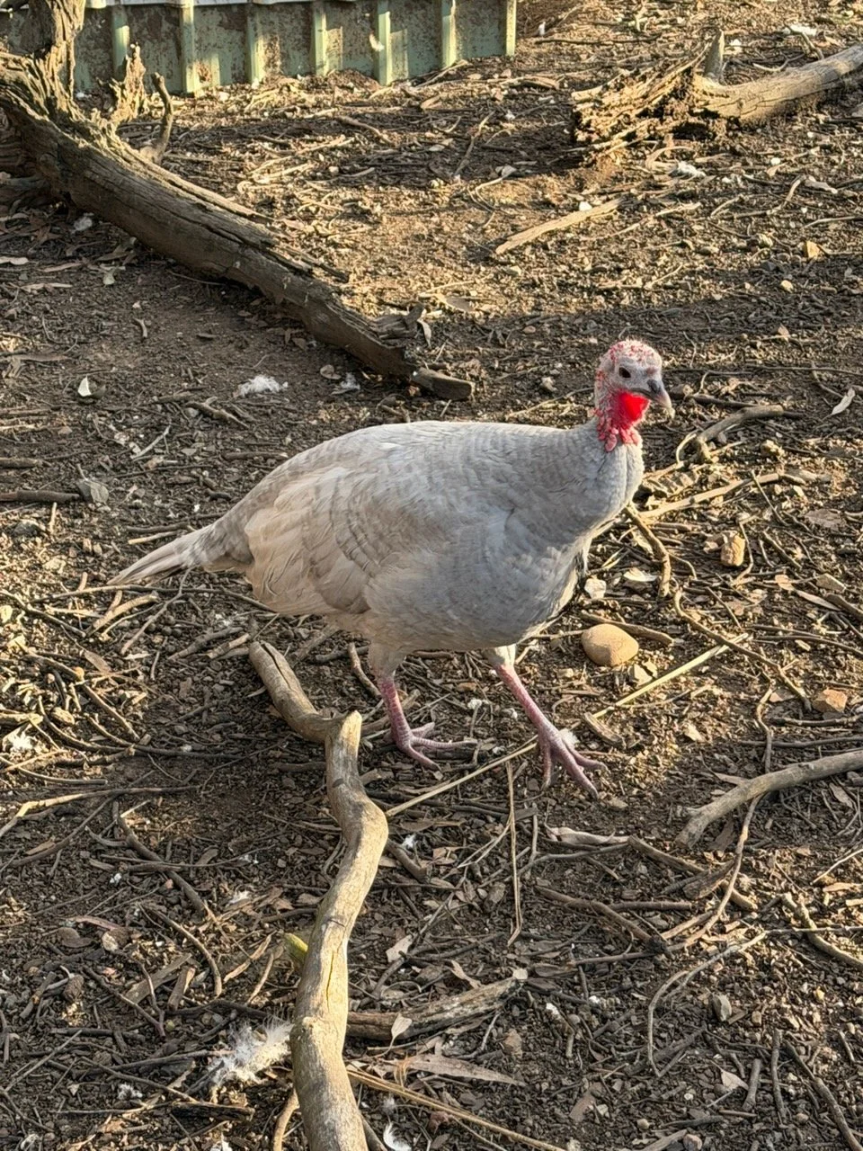 A turkey standing on dirt ground surrounded by small twigs and a few scattered rocks, with a weathered wooden log and a green fence in the background.