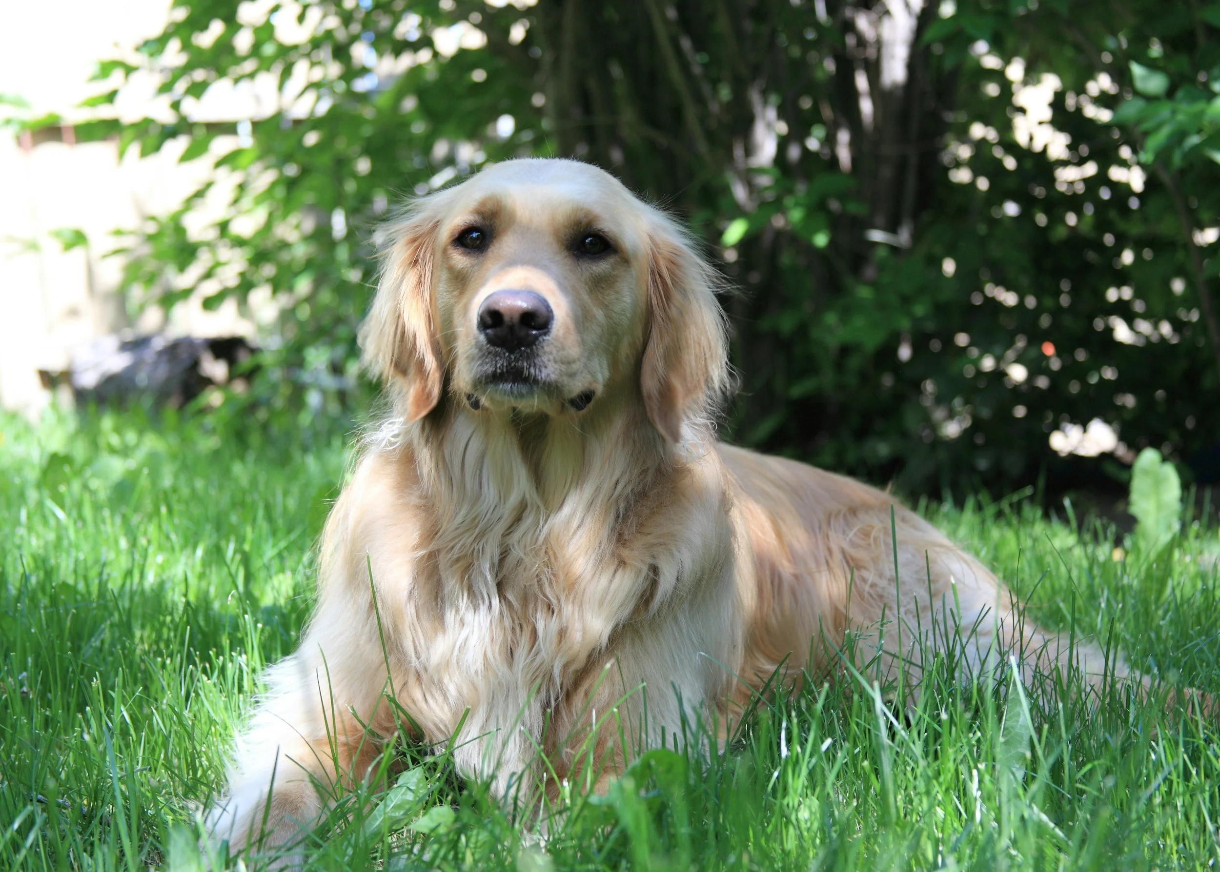 Golden retriever laying on grass in a backyard with trees and shrubs in the background in Lexington, SC.