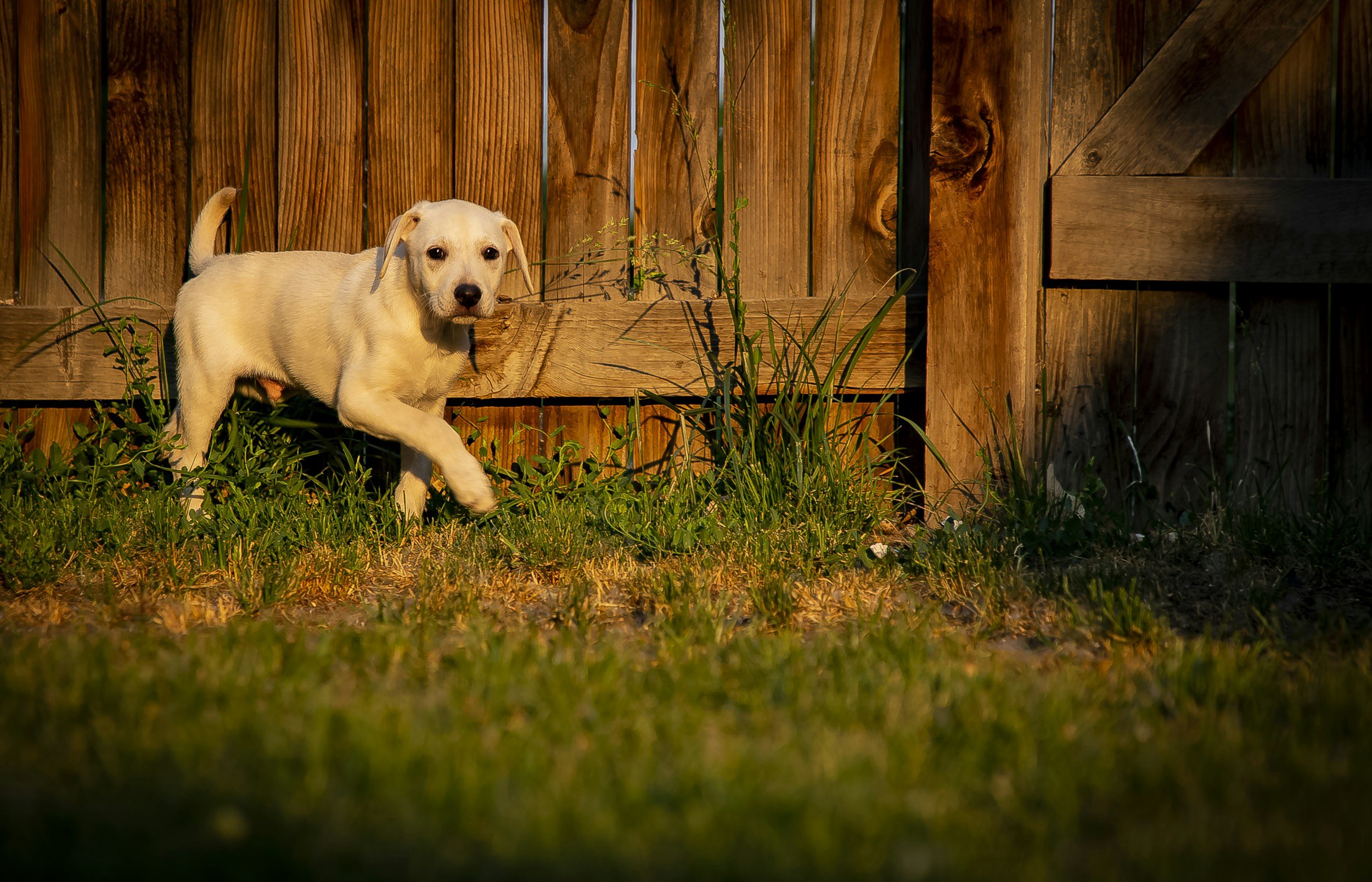A light-colored puppy walking on grass in front of a wooden fence after pooper scooper patrol in Pelion, SC.