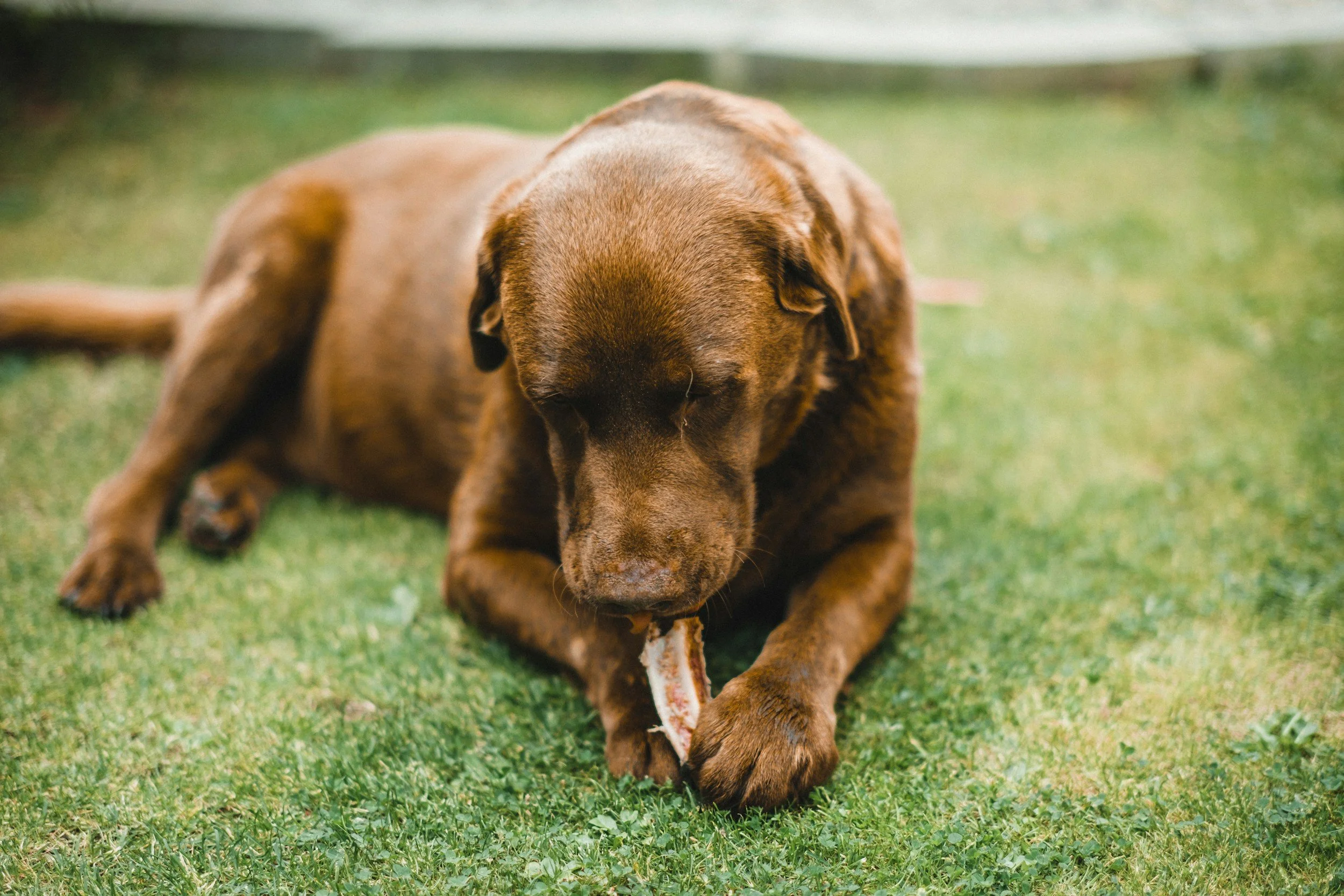 A brown puppy with floppy ears is lying on green grass and chewing on a bone after dog poop removal near lake Murray SC