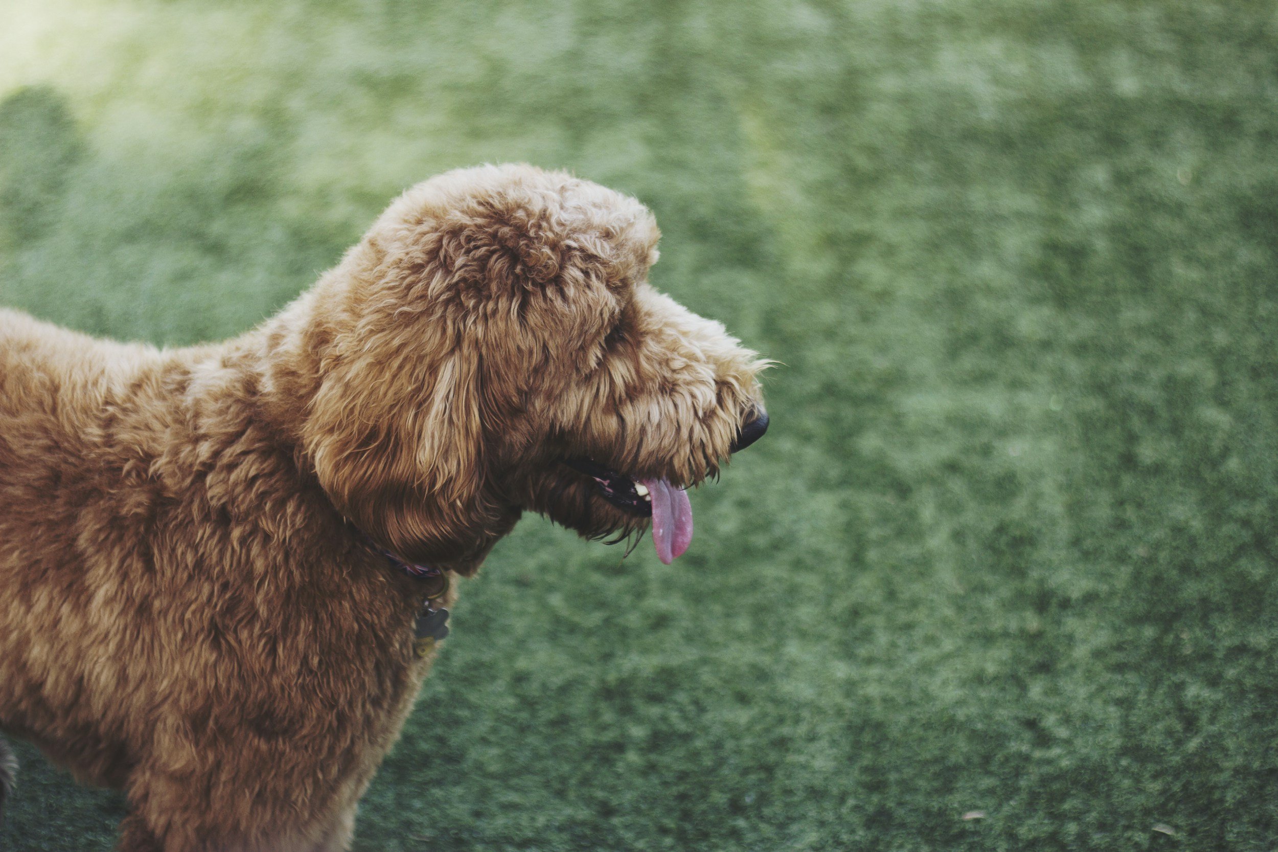 A dog with curly, light brown fur standing on green grass, panting with its tongue hanging out.