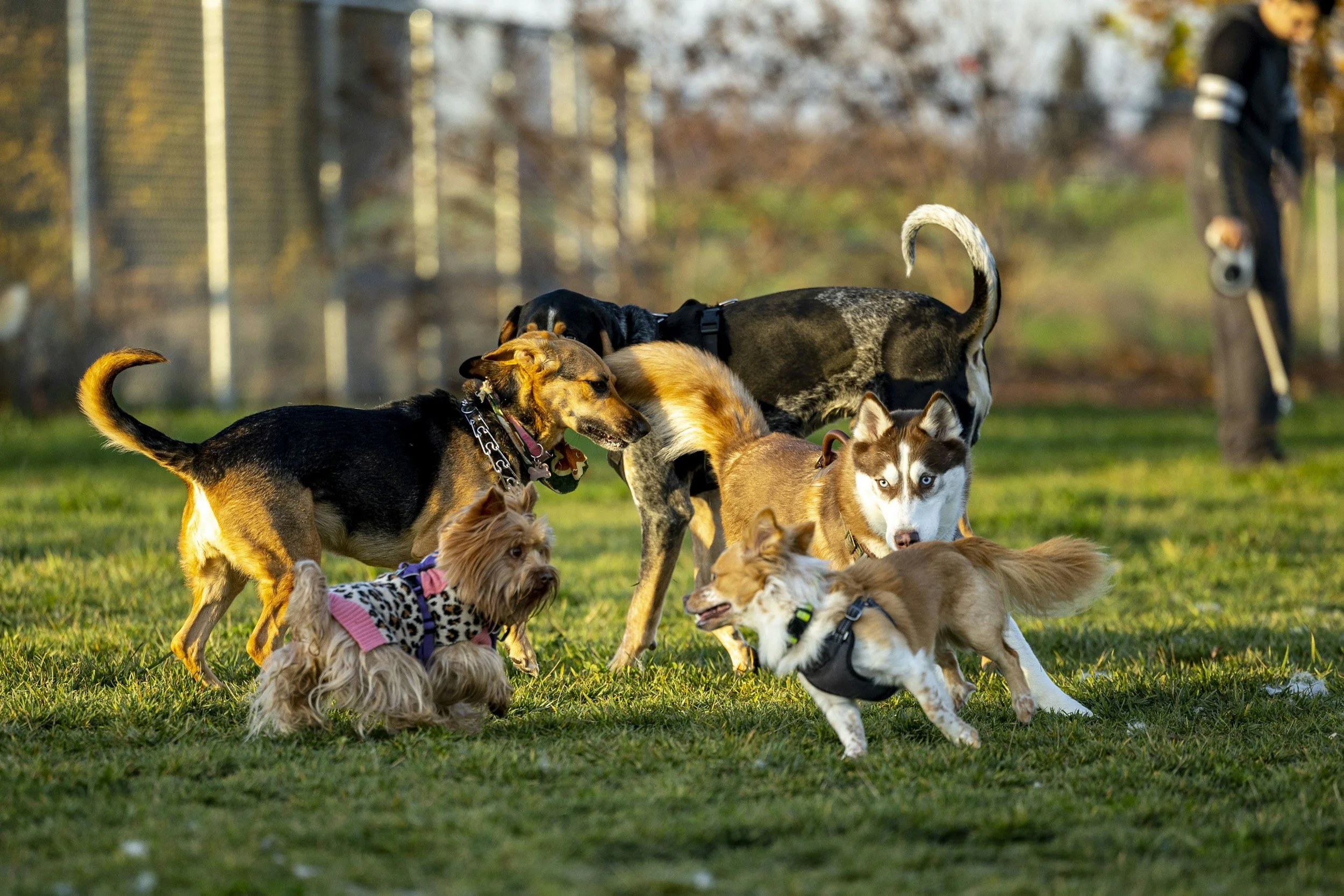 Multiple dogs playing together on a grassy field in a park, with a fence and trees in the background.