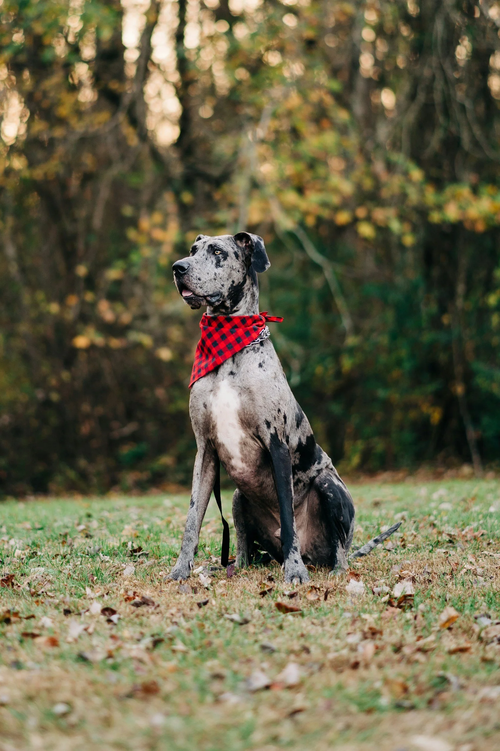 A Great Dane dog with a black and gray brindle coat wearing a red and black checkered bandana, sitting on grass in a park with trees and autumn leaves in the background.
