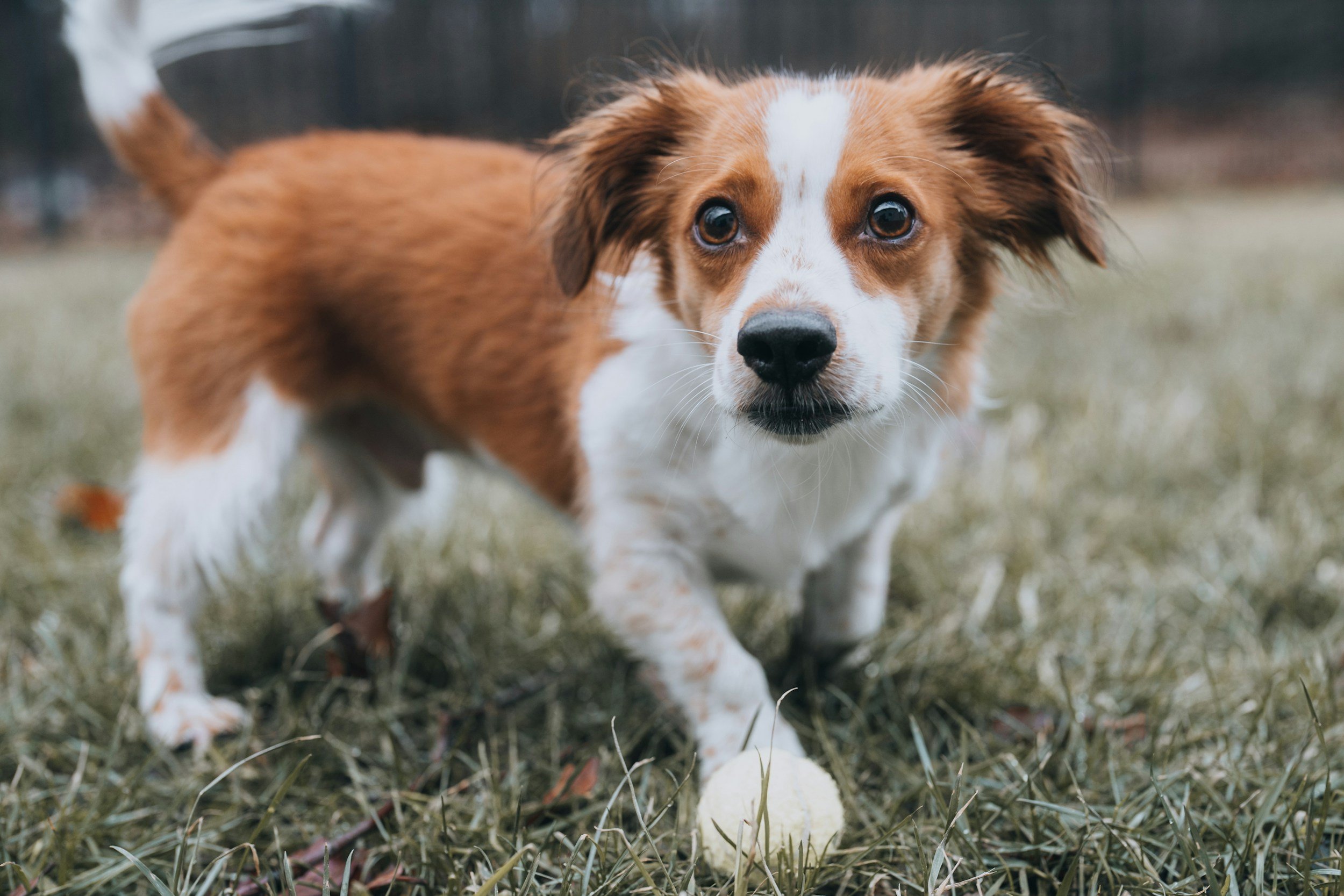 A brown and white puppy with expressive eyes is standing on grass, focused on a white ball in front of it.
