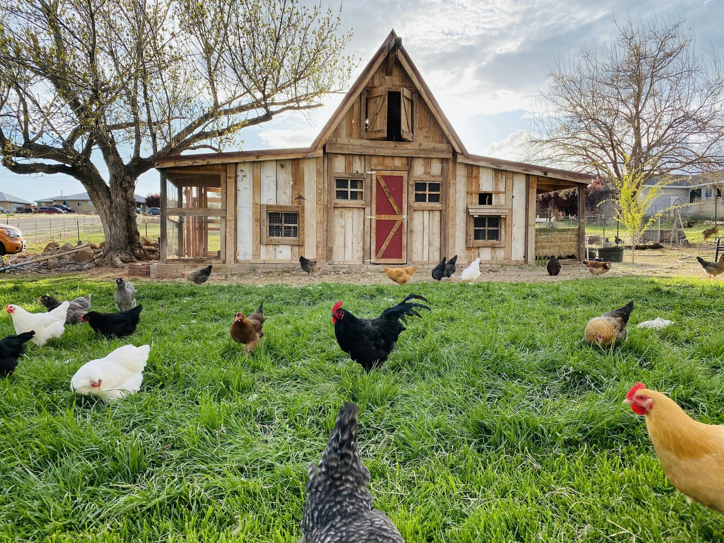 A wooden chicken coop with multiple windows and a red door, situated in a grassy yard with chickens and a large tree nearby, under a partly cloudy sky.