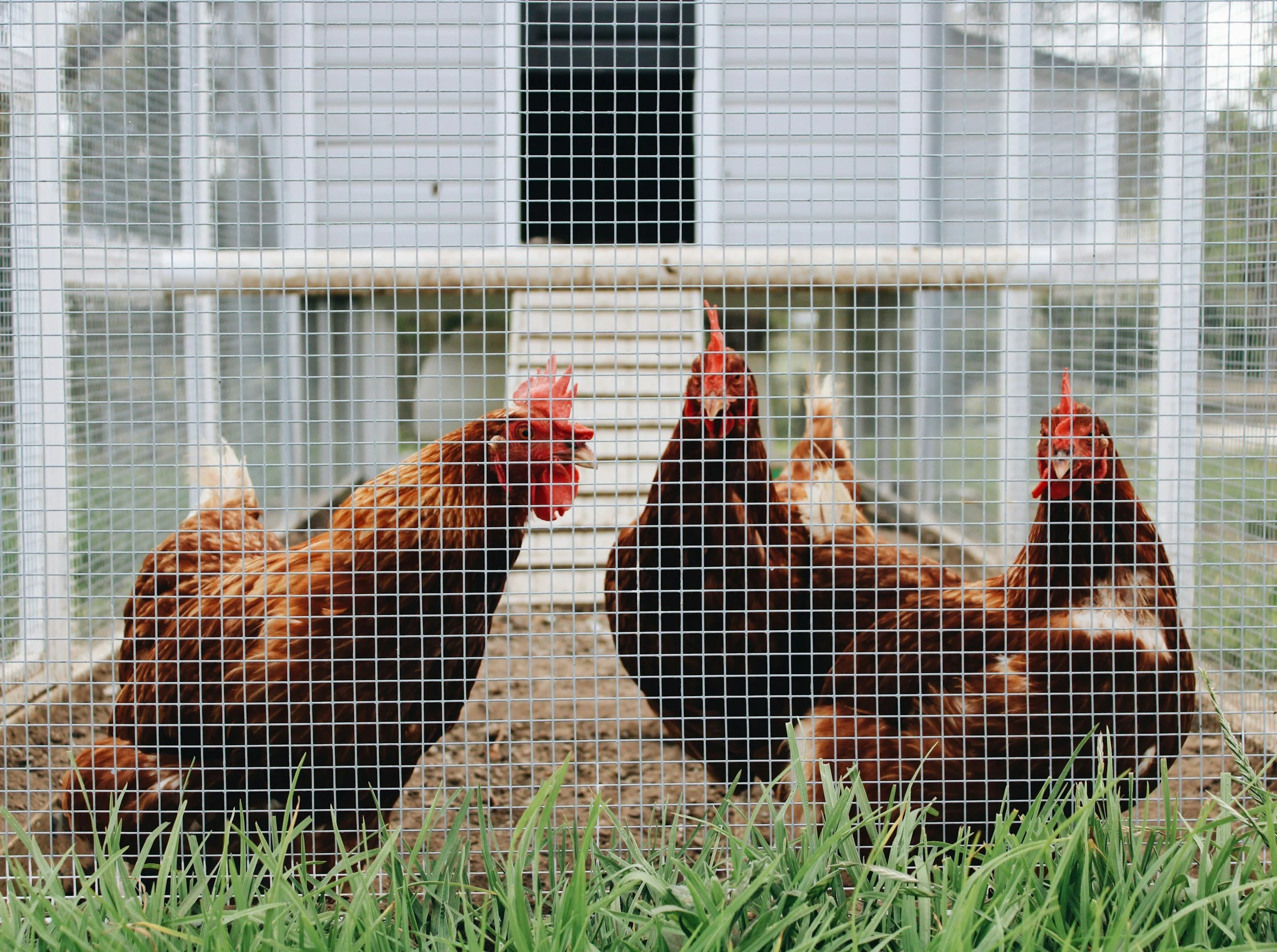 A group of chickens inside a wire enclosure with grass in the foreground and a white house in the background.