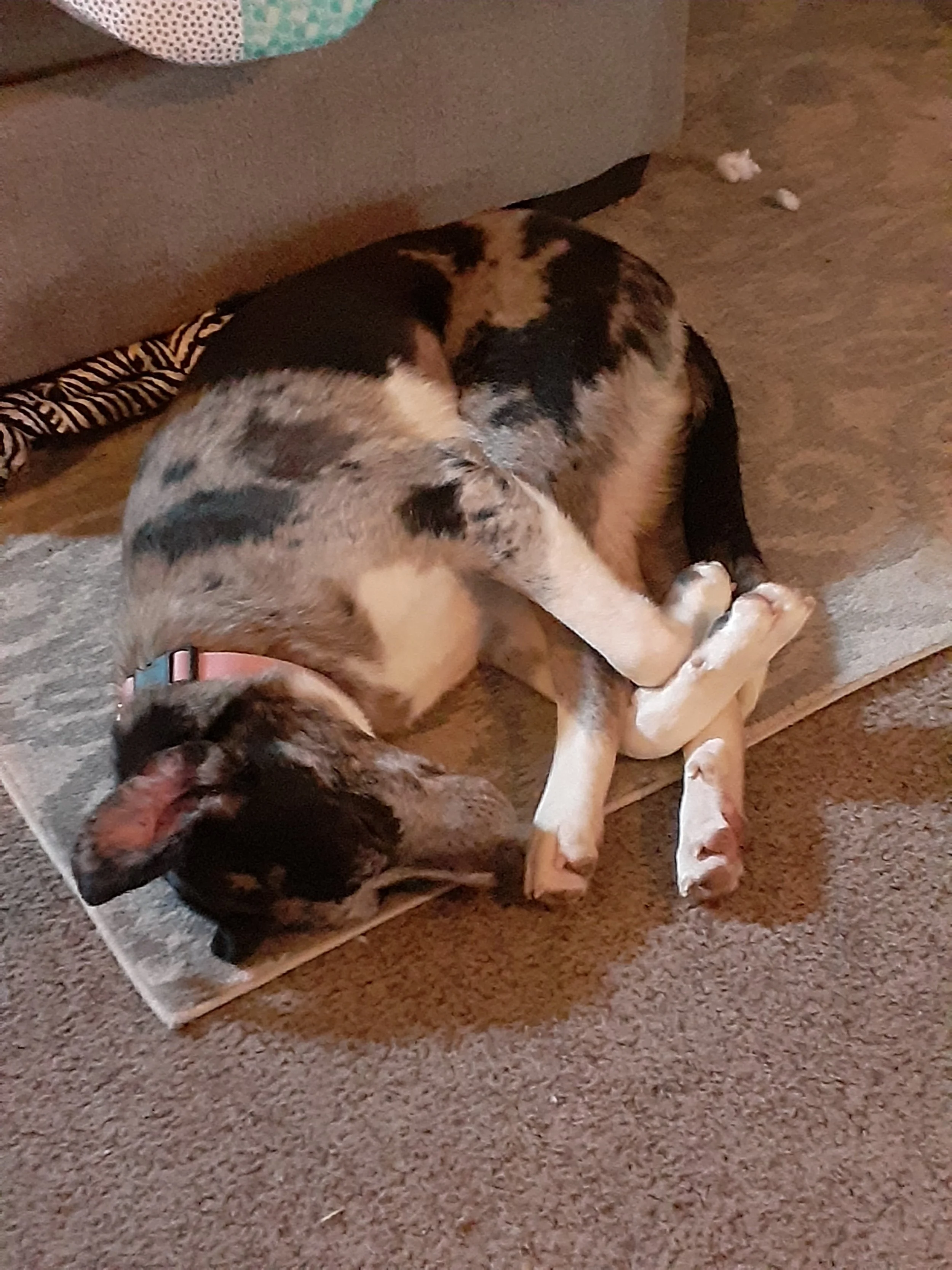 A big dog curled up on the floor in a fetal like position.