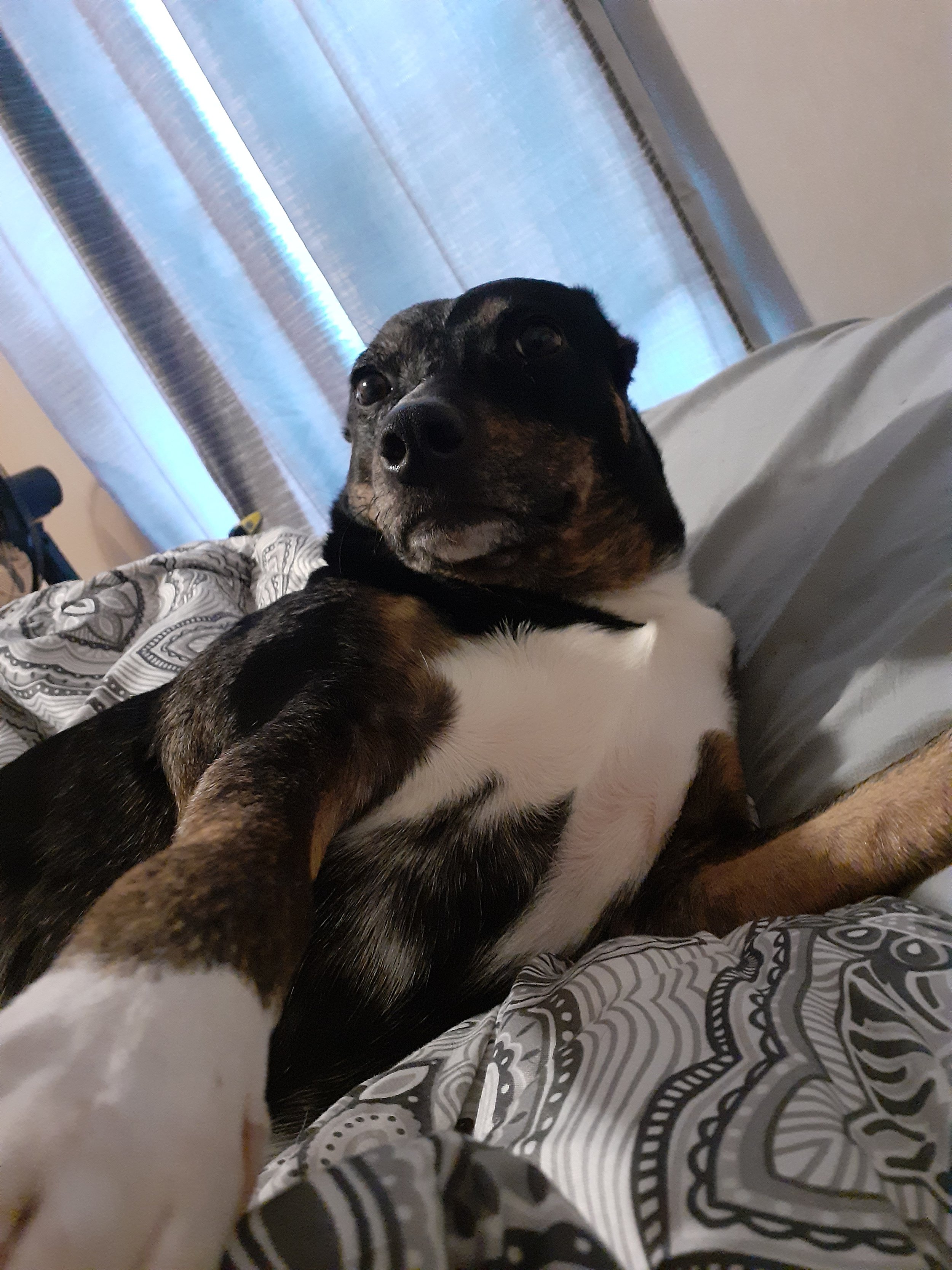 Close-up of a black, white, and brown, dog on a bed with patterned sheets, with a window with closed blinds in the background.