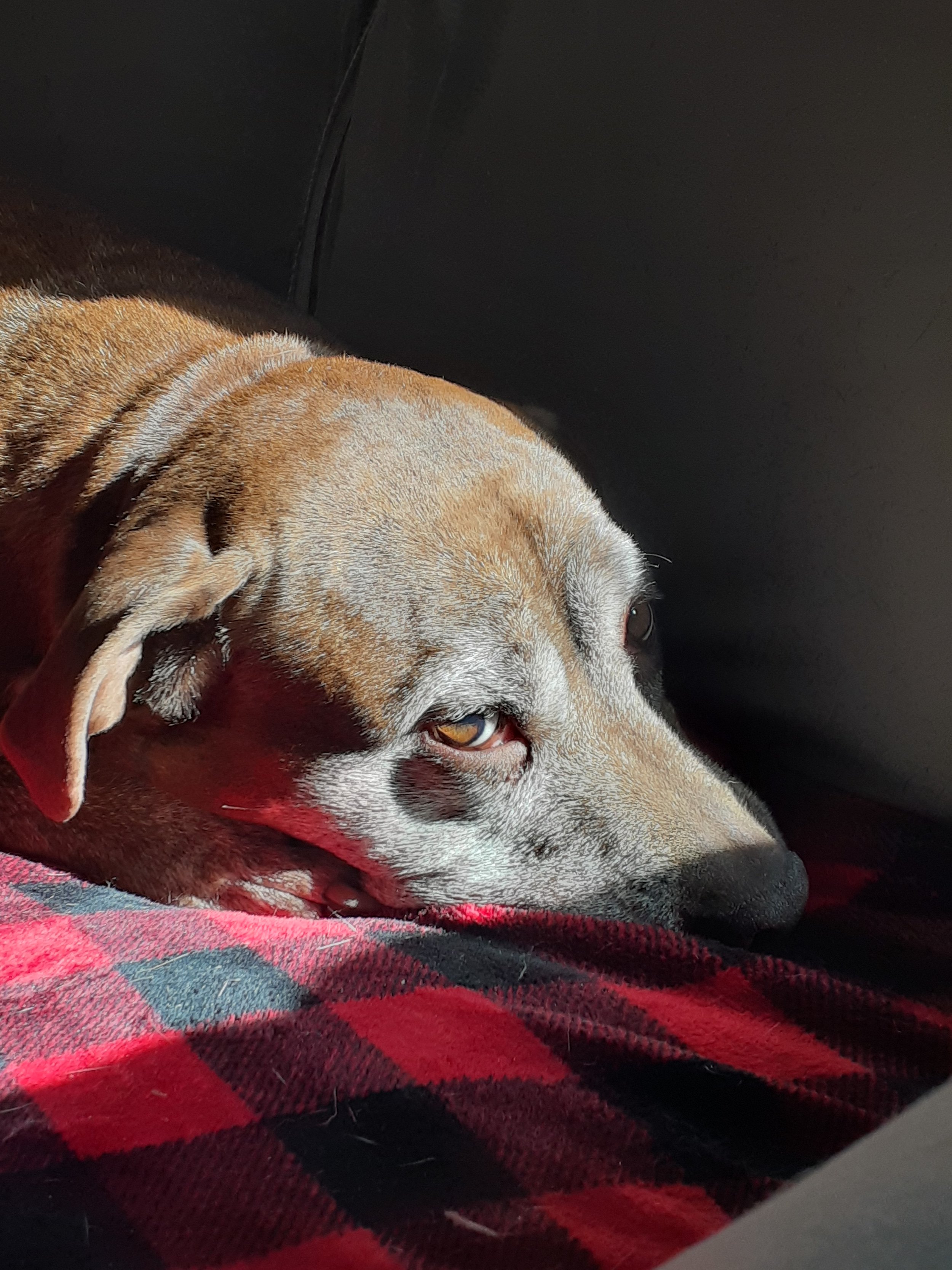 Close-up of a dog with a light brown and white coat resting its head on a red and black plaid blanket, with a dark background.