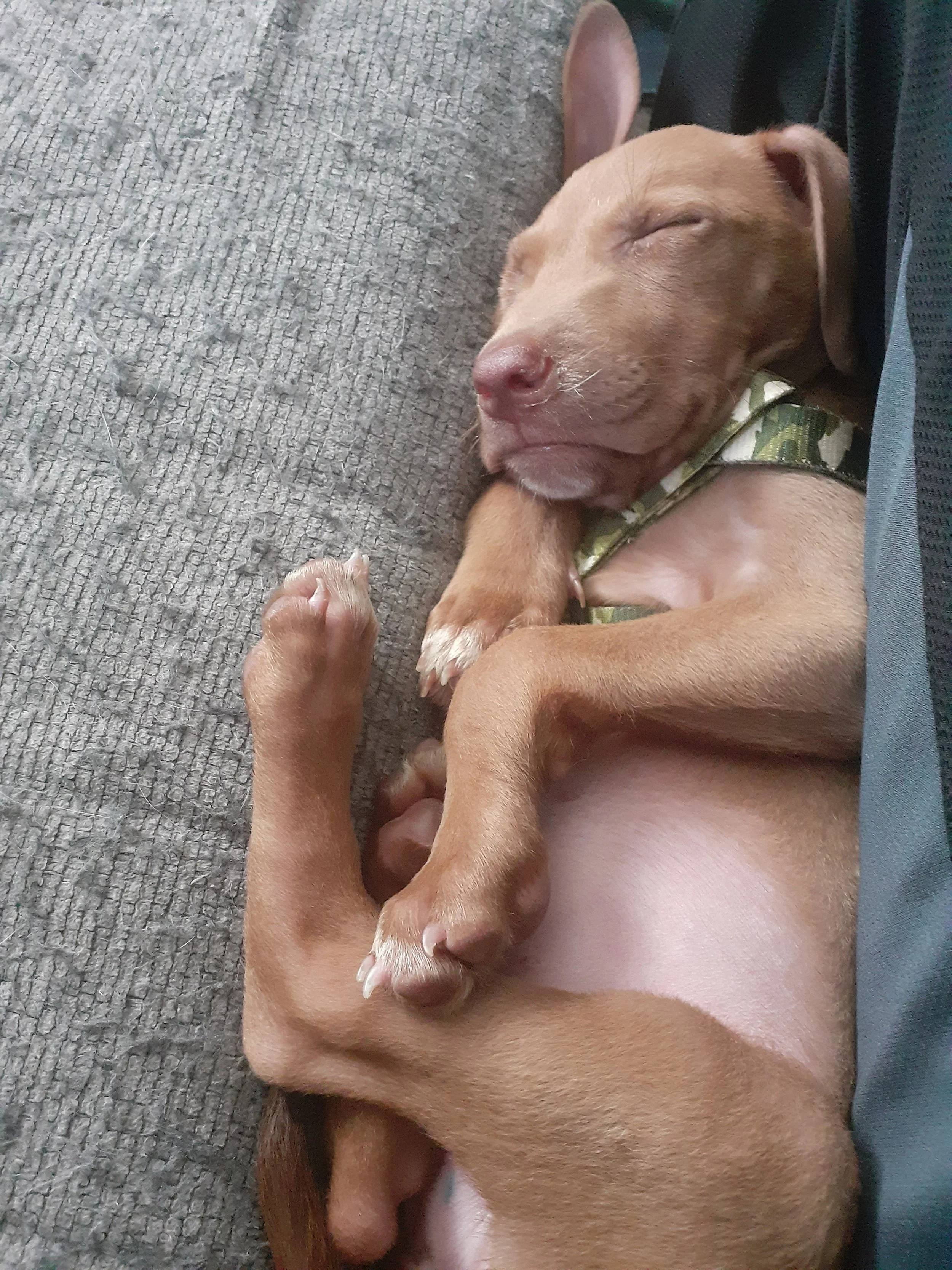 A puppy sleeping peacefully on its side with eyes closed, inside a person's lap. The puppy has light brown fur, a pink nose, and is wearing a camouflage harness. The setting appears to be indoors with a textured gray surface nearby.