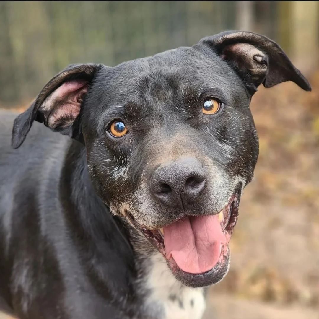 Rocky from American Protection Leauge of South Carolina