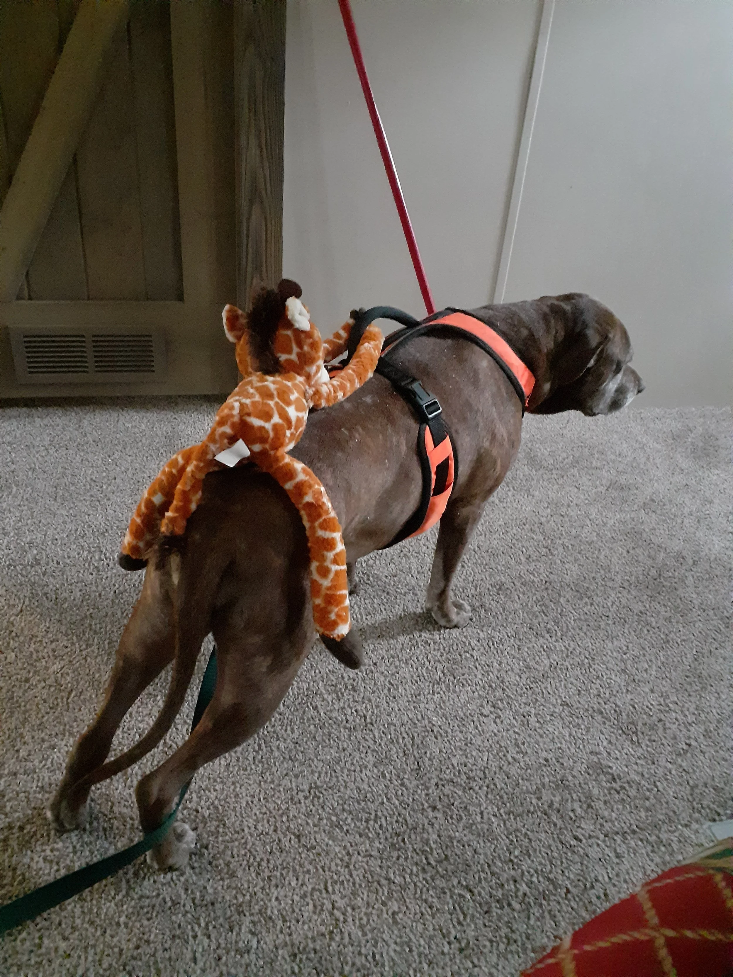 A large brown dog wearing an orange harness, wearing a red leash, looking away. A plush giraffe toy is hanging on its back. The room has beige carpet and a wooden door with a vent.