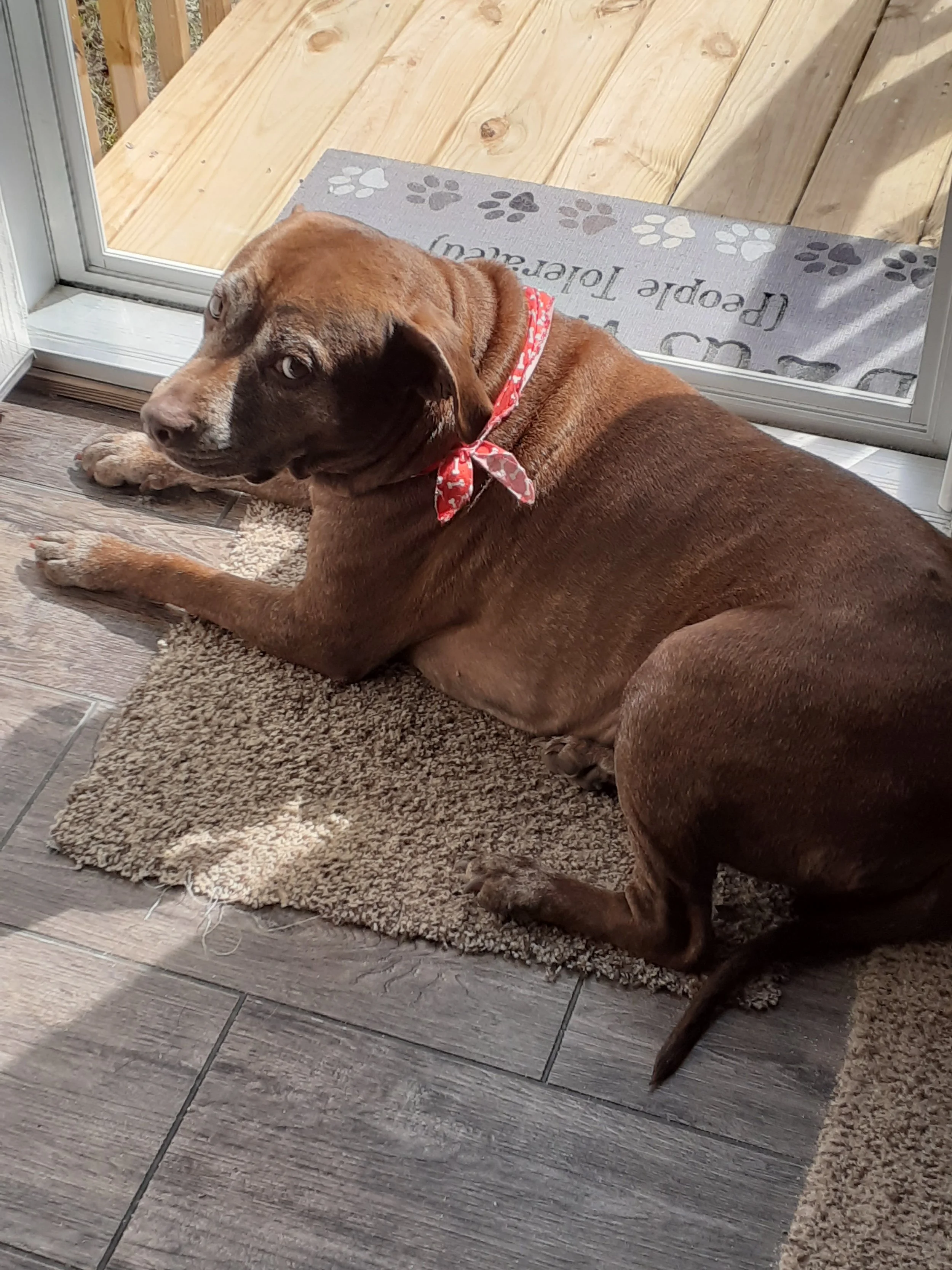 A brown dog lying on a beige rug next to a sliding glass door, with a wooden deck outside. The dog is looking up at the camera and wearing a red bandana with white patterns.