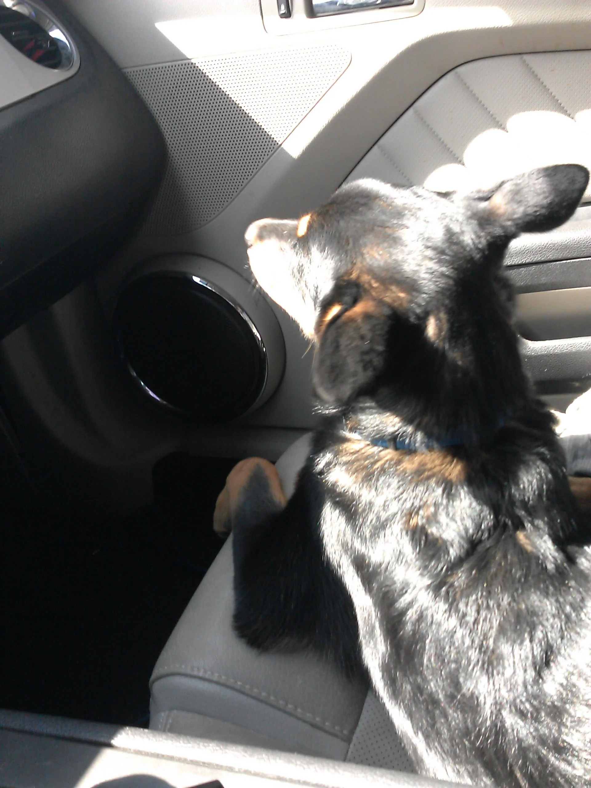A dog sitting on the passenger seat of a car, facing away, with sunlight illuminating its fur. The car interior features light-colored leather seats, a speaker, and part of the dashboard.