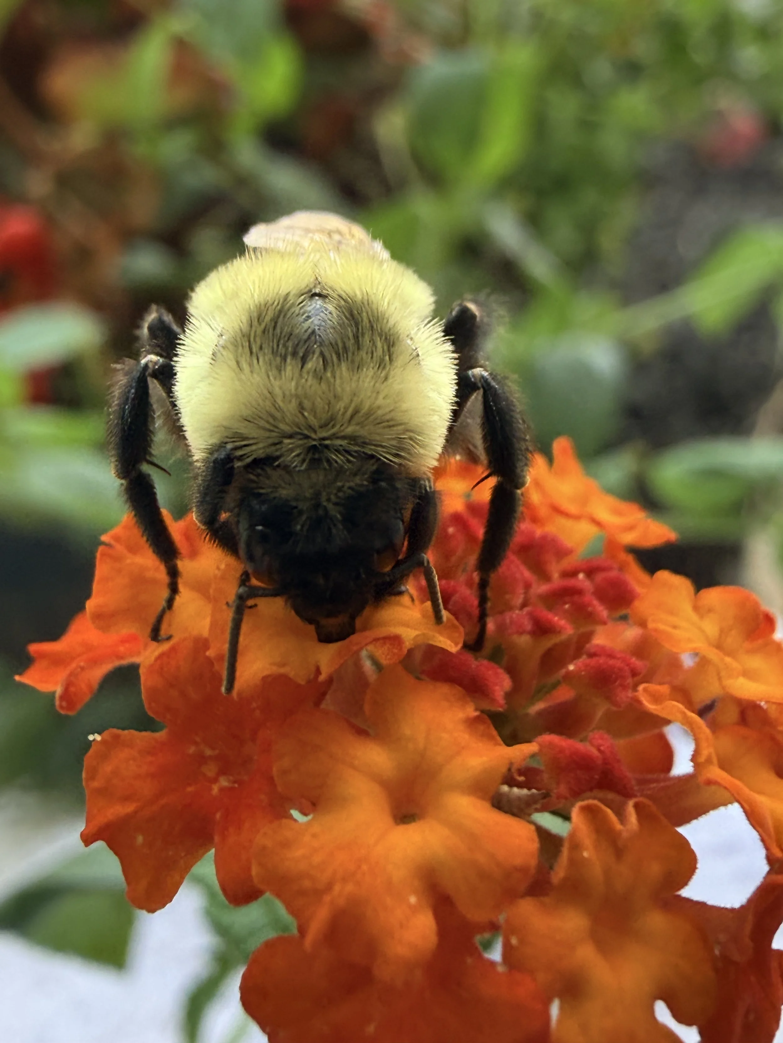 Close-up of a bumblebee with a fuzzy yellow body, black legs, and wings, perched on a vibrant orange flower with layered petals.