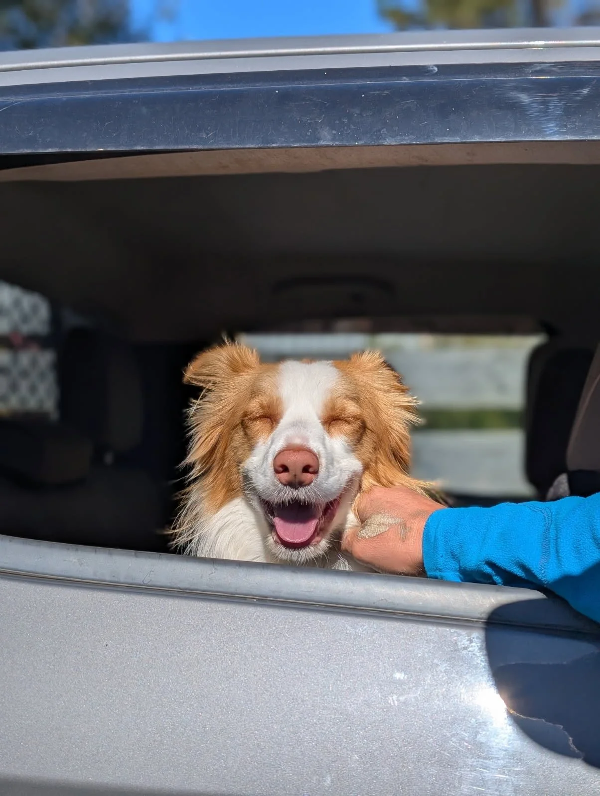 A happy dog with closed eyes and an open mouth, being petted under the car trunk.