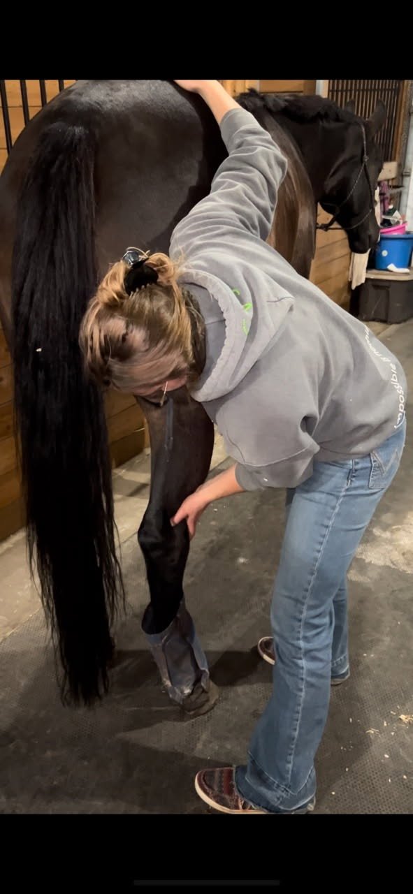 Lisa massaging the hind leg on a black horse in a stable.