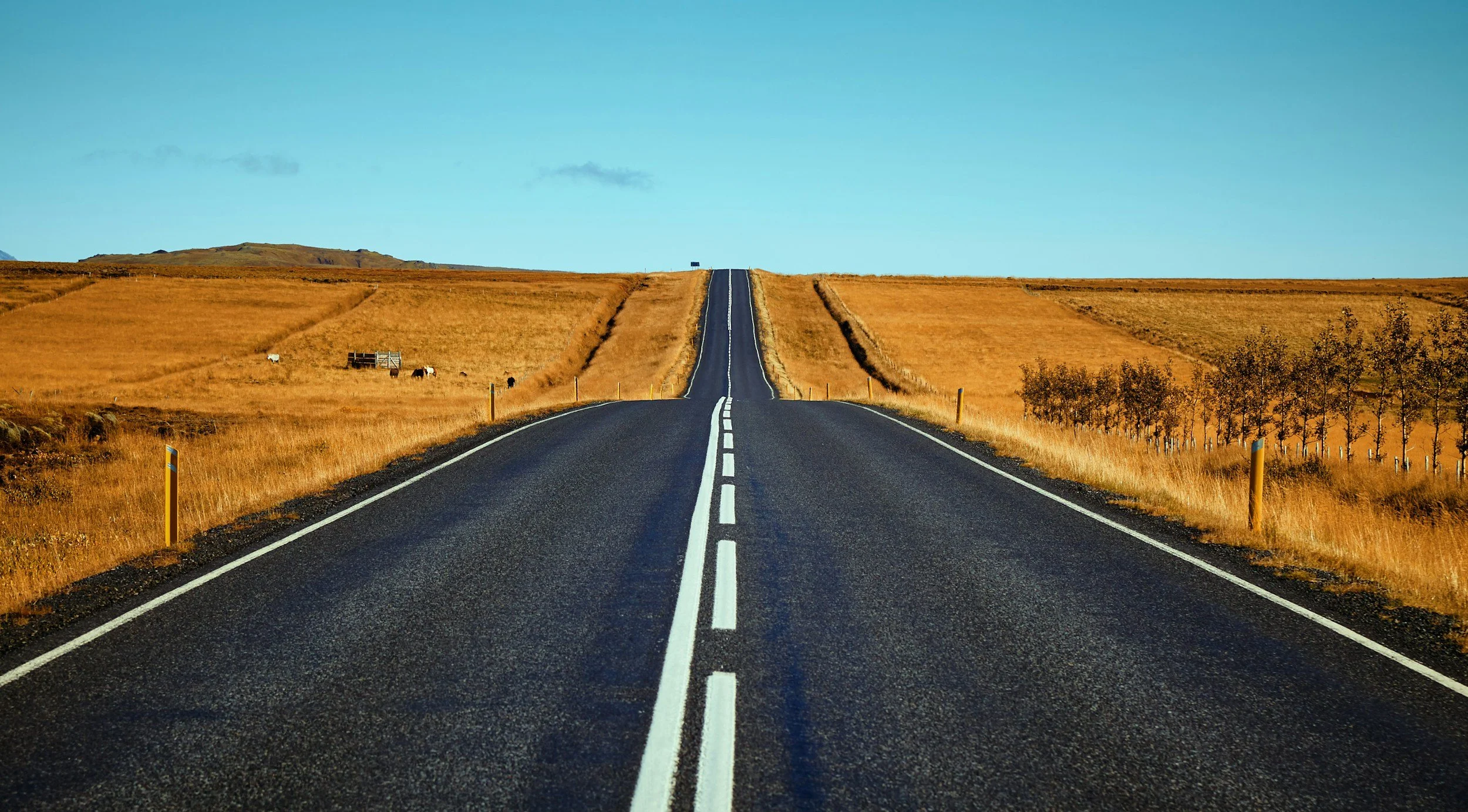 A long rural road stretching into the horizon with yellow fields on both sides and a clear blue sky.