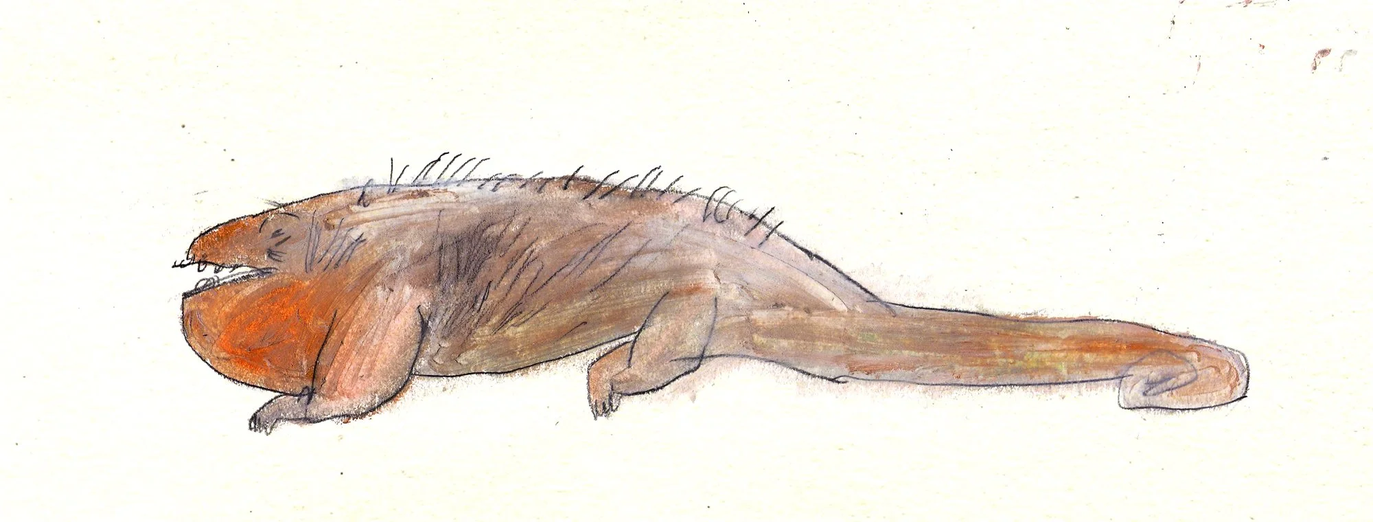 chameleon_s.jpg