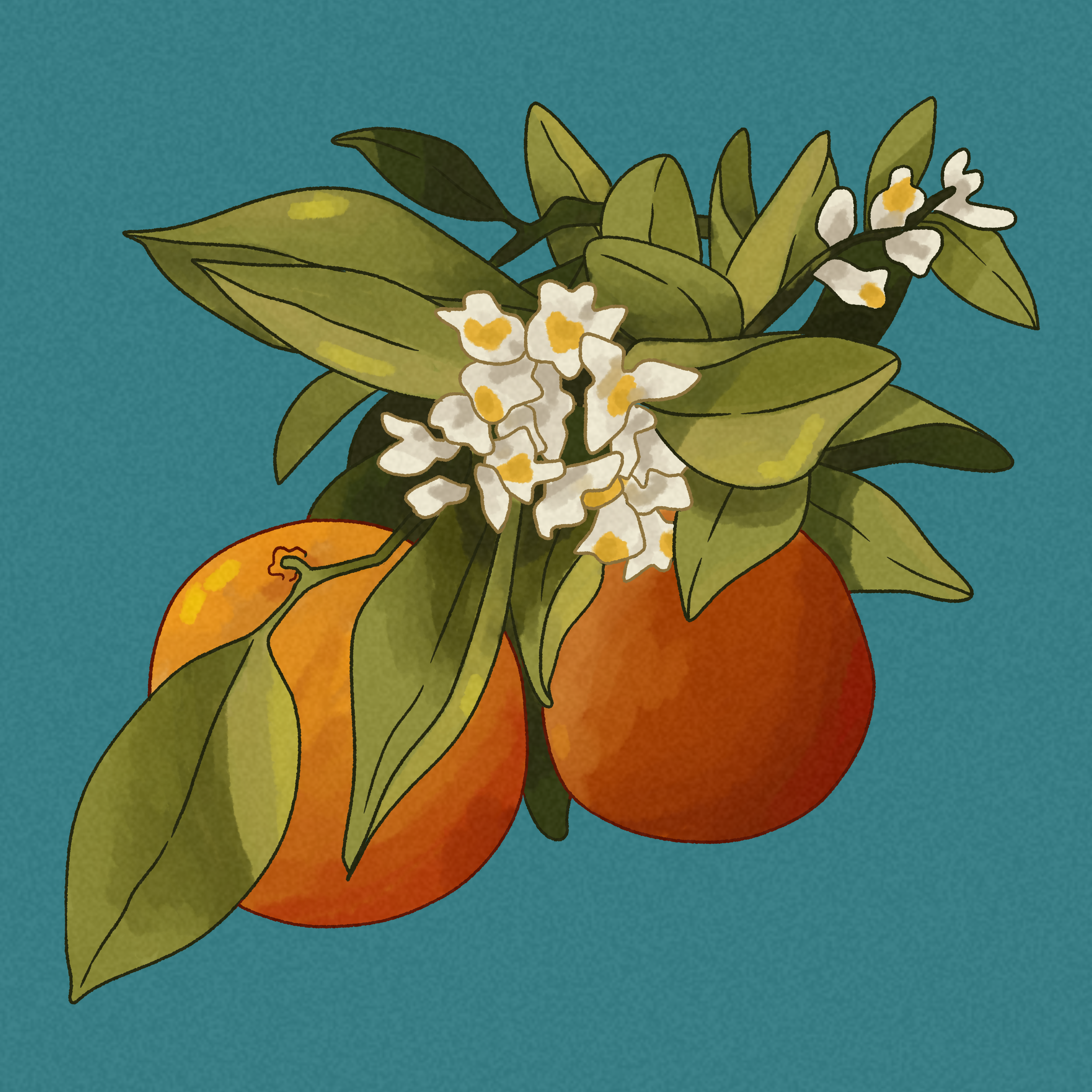 Digital illustration of a bunch of green leaves and white flowers with yellow centers, partially covering a large orange fruit, all set against a teal background.