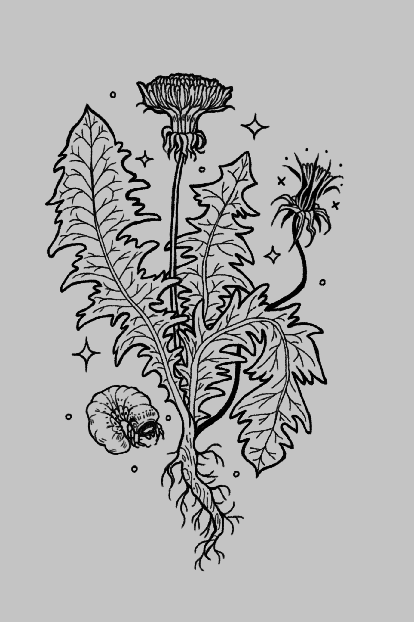 Black and white line drawing of a dandelion plant with flowering tops, leaves, and a bee near the bottom.