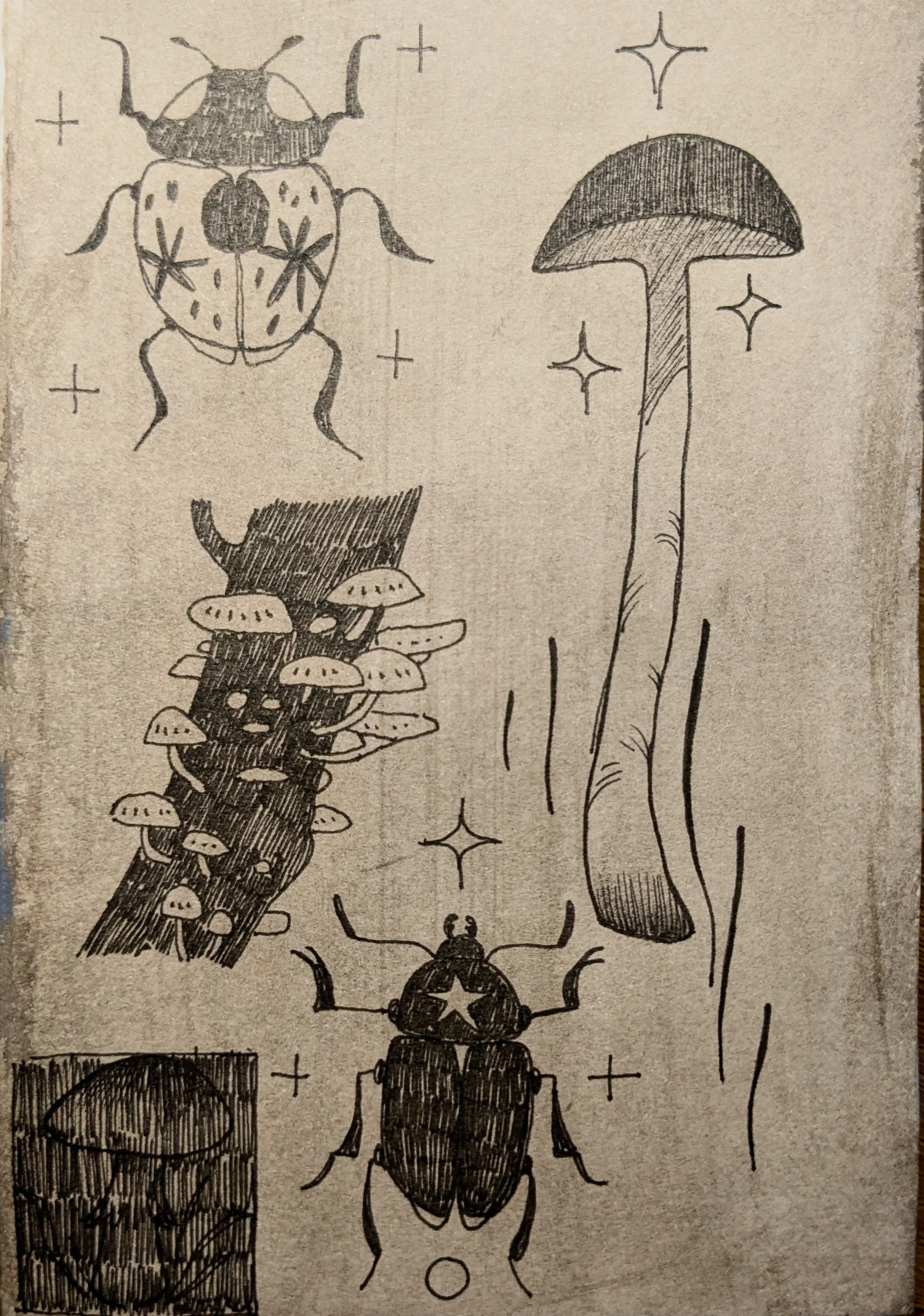 A hand-drawn illustration of insects, mushrooms, and stars, with some elements framed and shaded.