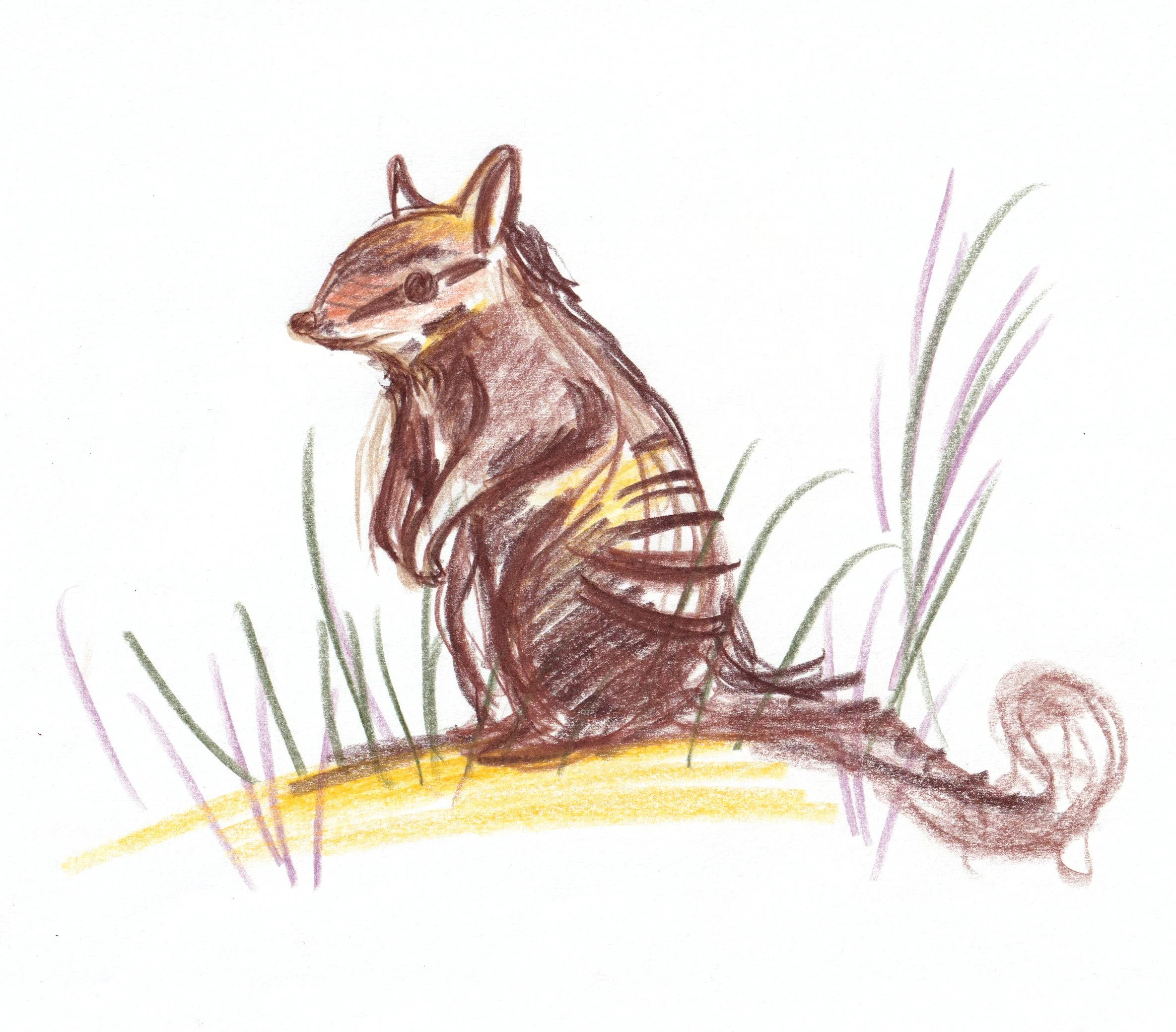 Curious Little Numbat - coming soon