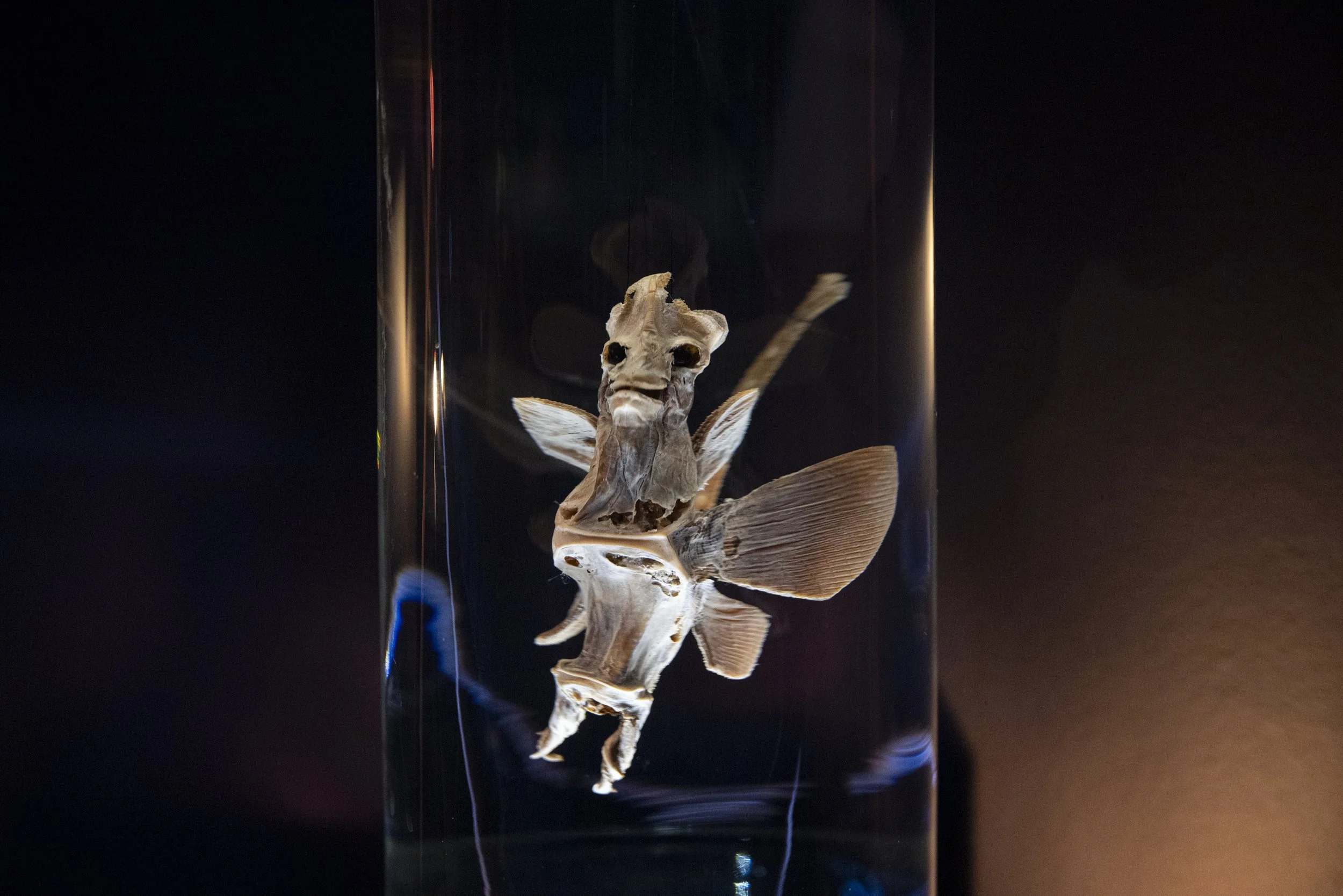 Dauerausstellung 1. Zoologie Fischsammlung_1.jpg