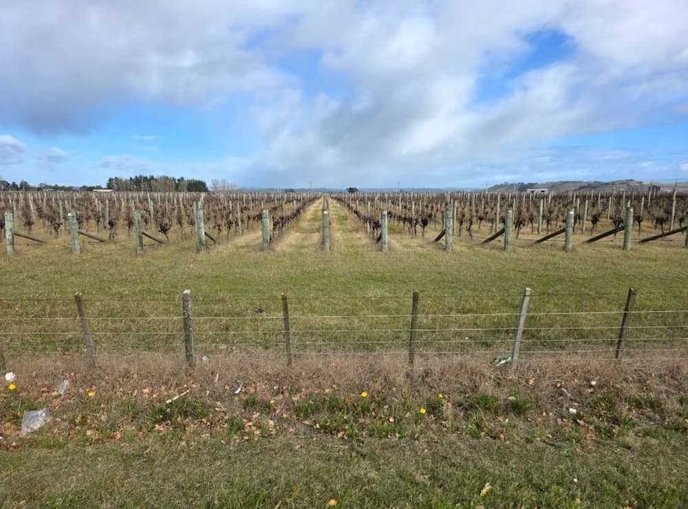 I Dig It Vineyard excavation preparation land works and site access in Hawke's Bay