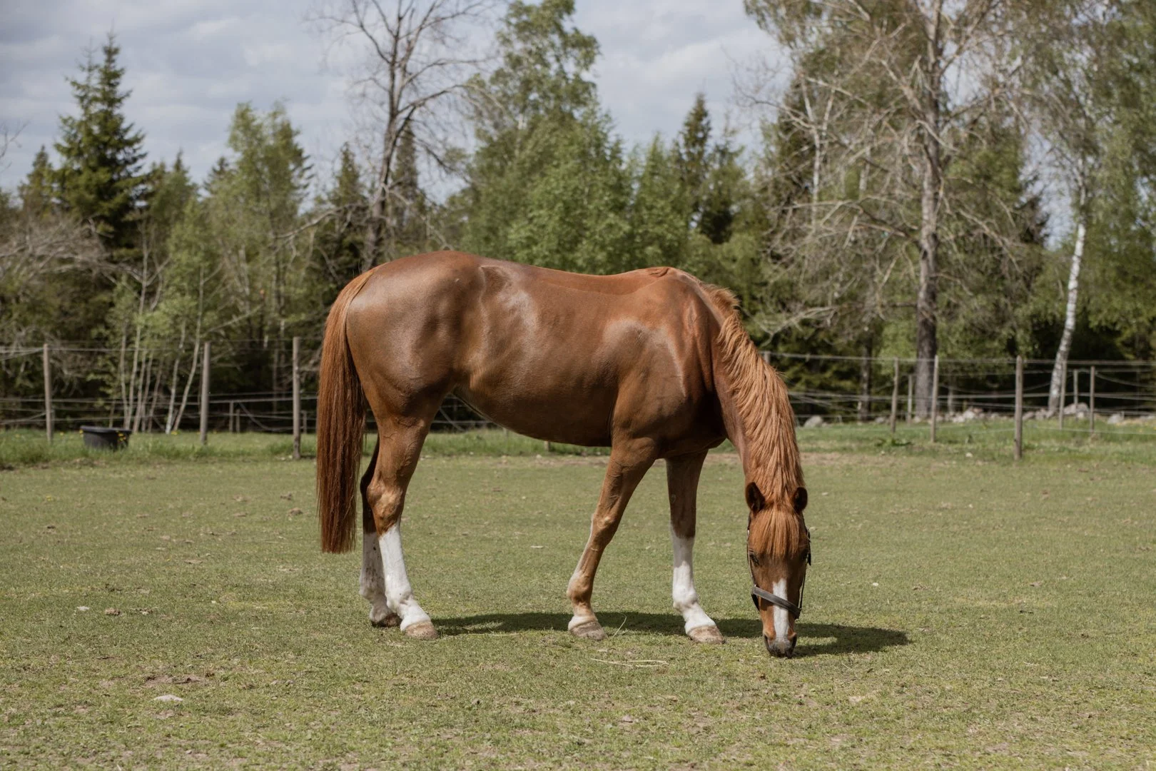 En häst som betar i sin hage med träd och en trästaket i bakgrunden.