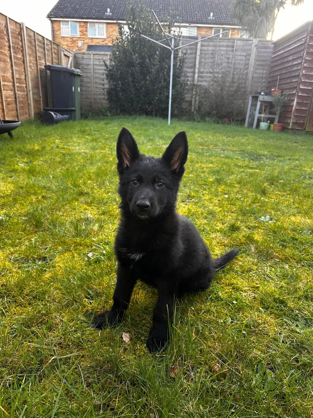 A black puppy with pointed ears sitting on a grassy backyard. In the background, there is a wooden fence, a house, a rotary clothesline, and some garden furniture.