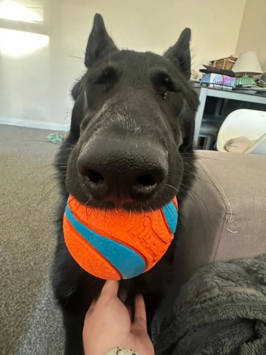 Close-up of a black dog wearing an orange and blue ball toy around its neck, with a person’s hand gently holding its chest.