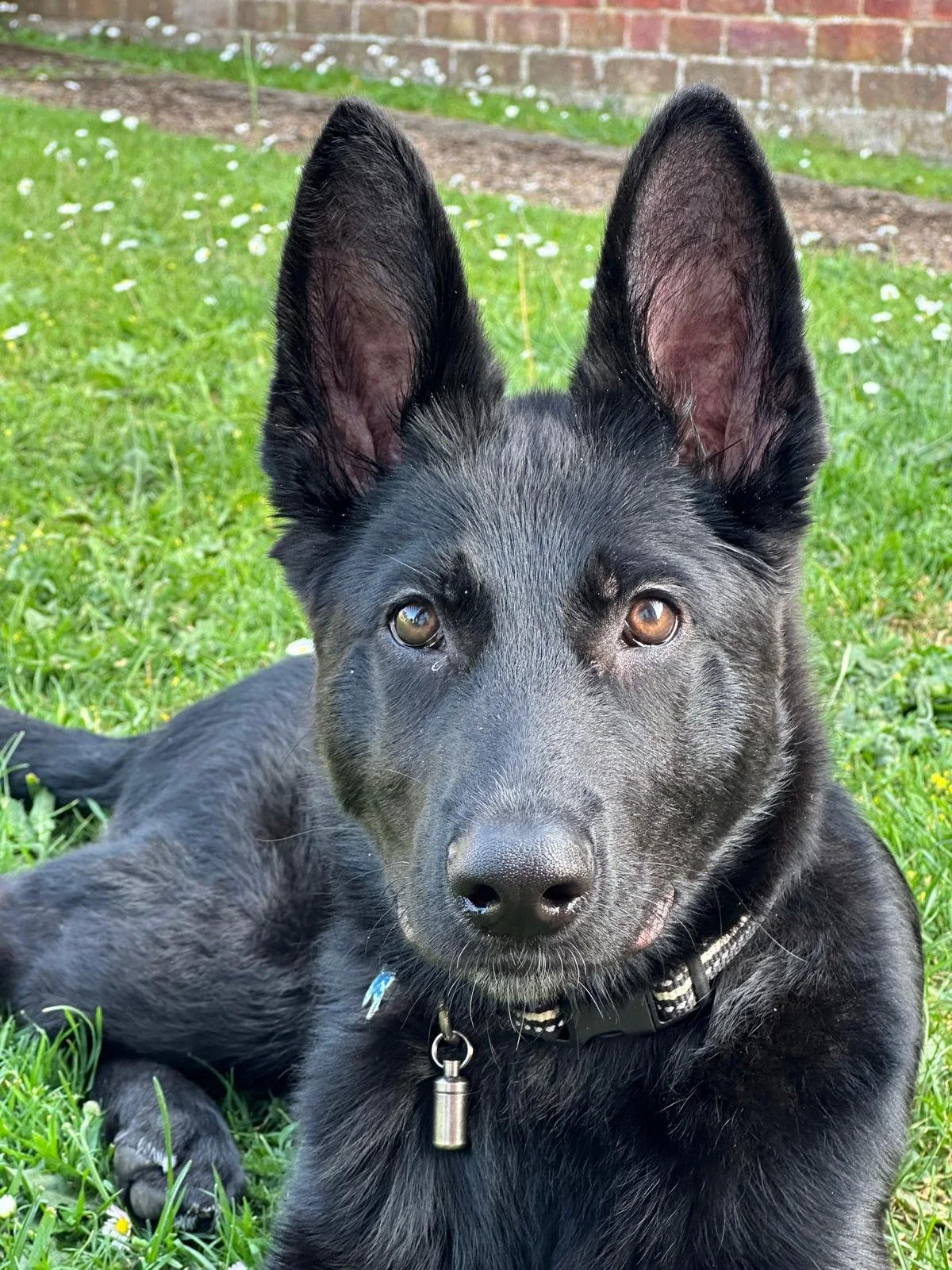A black dog with large pointed ears and brown eyes lying on green grass with small white flowers, with a brick wall in the background.