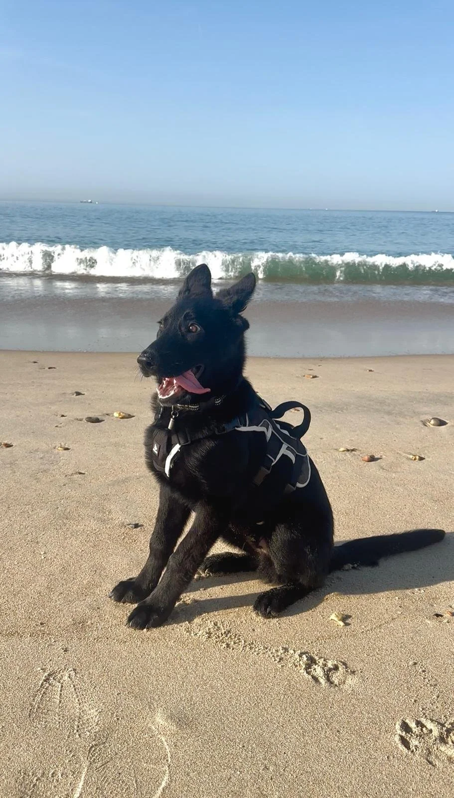 A black dog sitting on the sandy beach near the ocean, with waves crashing behind it and a clear blue sky overhead.