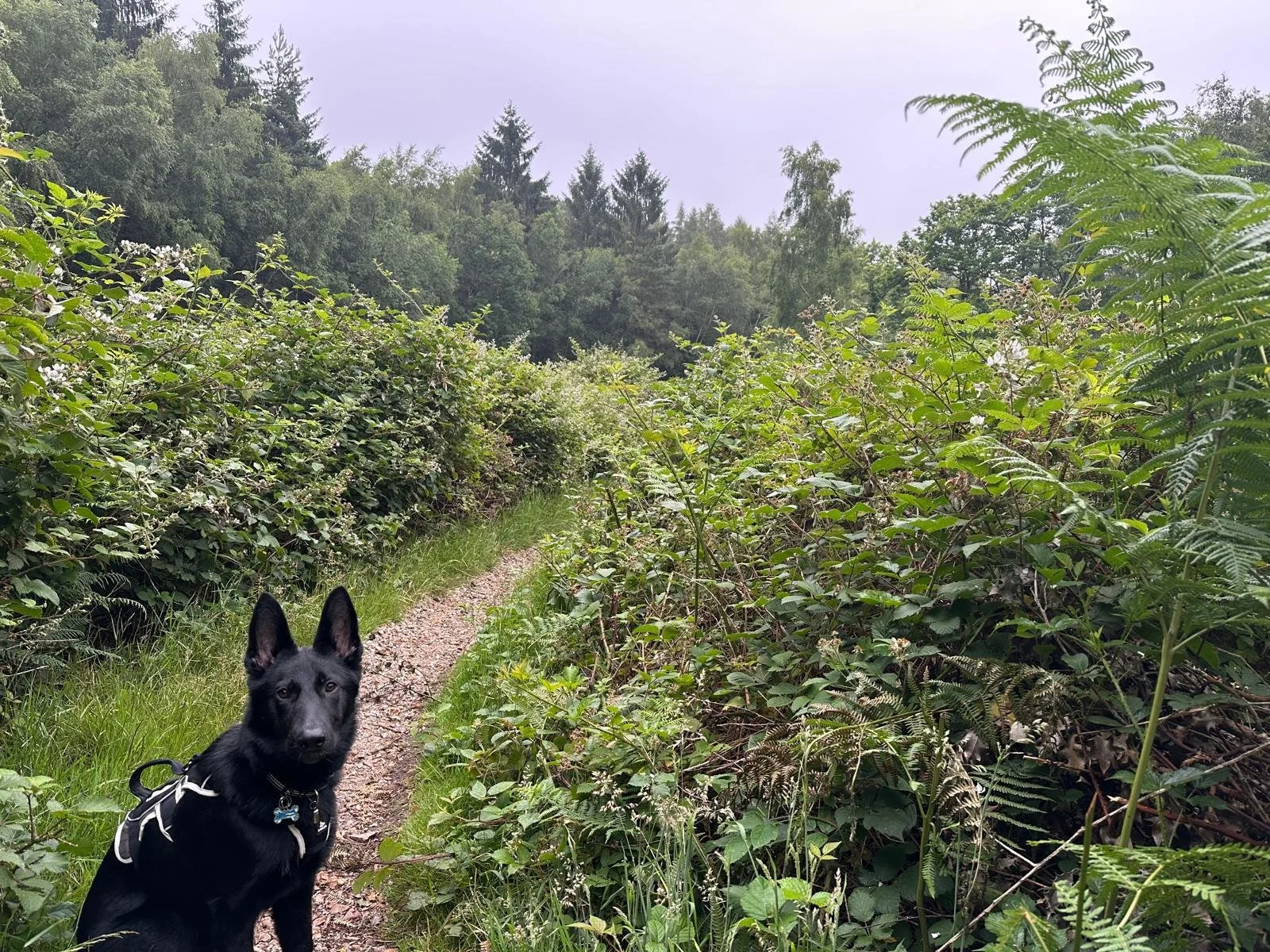 A black dog with pointed ears and a harness sitting on a grassy trail in a lush, green forest with dense bushes and tall trees in the background.