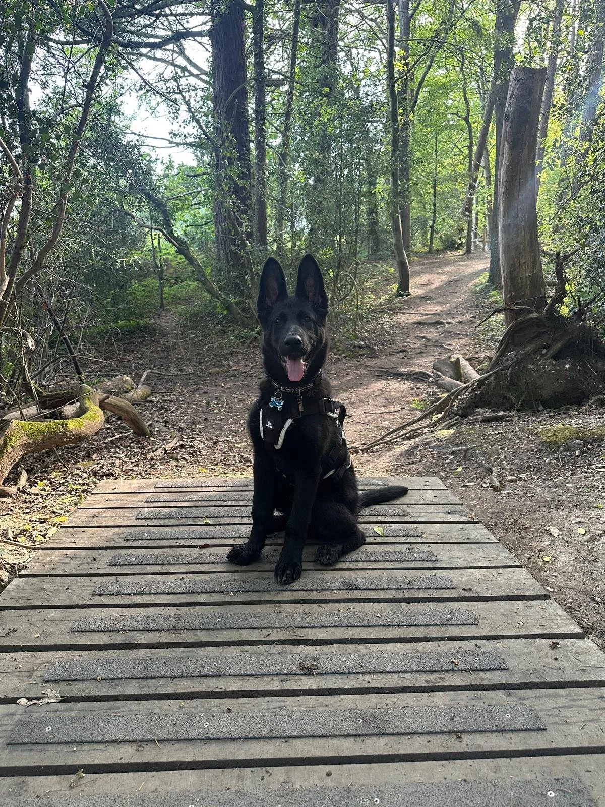A black German Shepherd dog sitting on a wooden trail bridge in a forest, with green trees and dirt paths in the background.