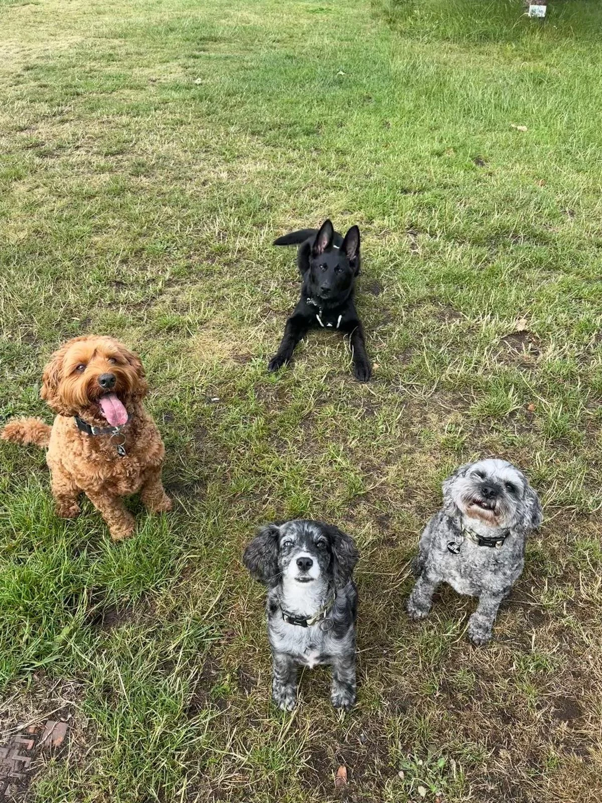 Four dogs of different breeds and colors sitting or lying on grass field, facing the camera in an outdoor setting.