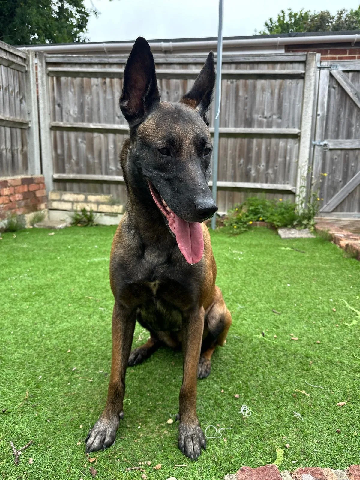 A Belgian Malinois dog sitting on green artificial grass in a backyard, with its tongue hanging out and ears perked up. There is a wooden fence, some plants, and a cloudy sky in the background.