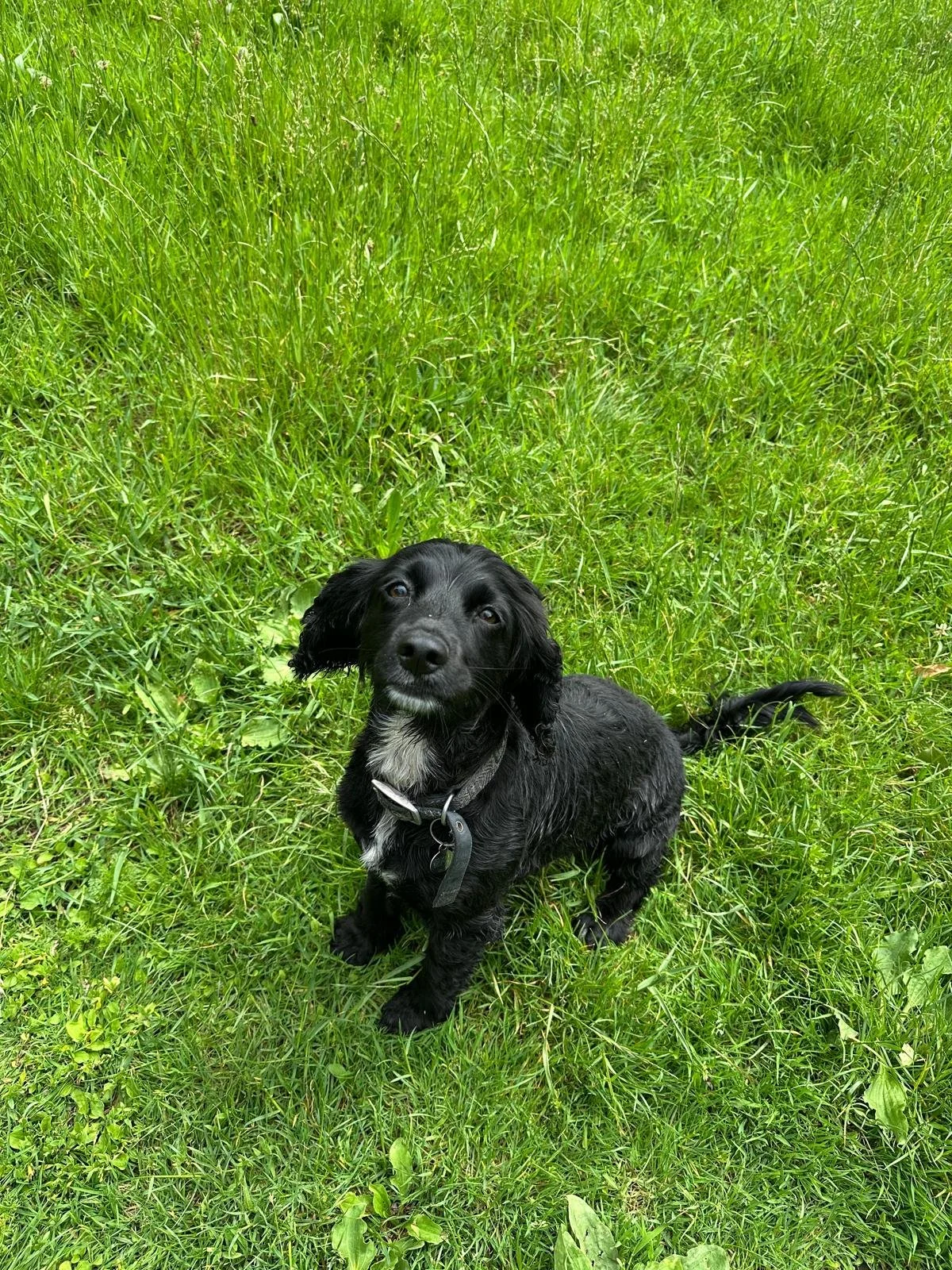 A black puppy with white markings on its chest and paws, sitting on green grass in a field.