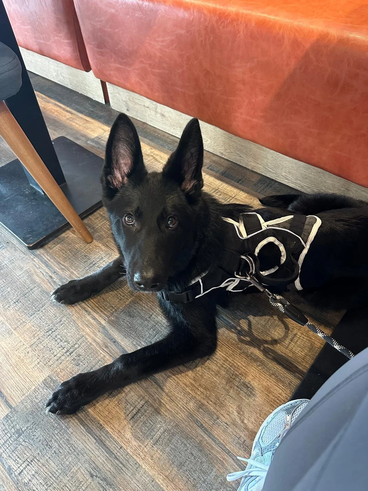 A black dog with large ears lying on a wooden floor inside a building. The dog is wearing a harness and looking up at the camera. There is a red leather bench and a table with a scale nearby.