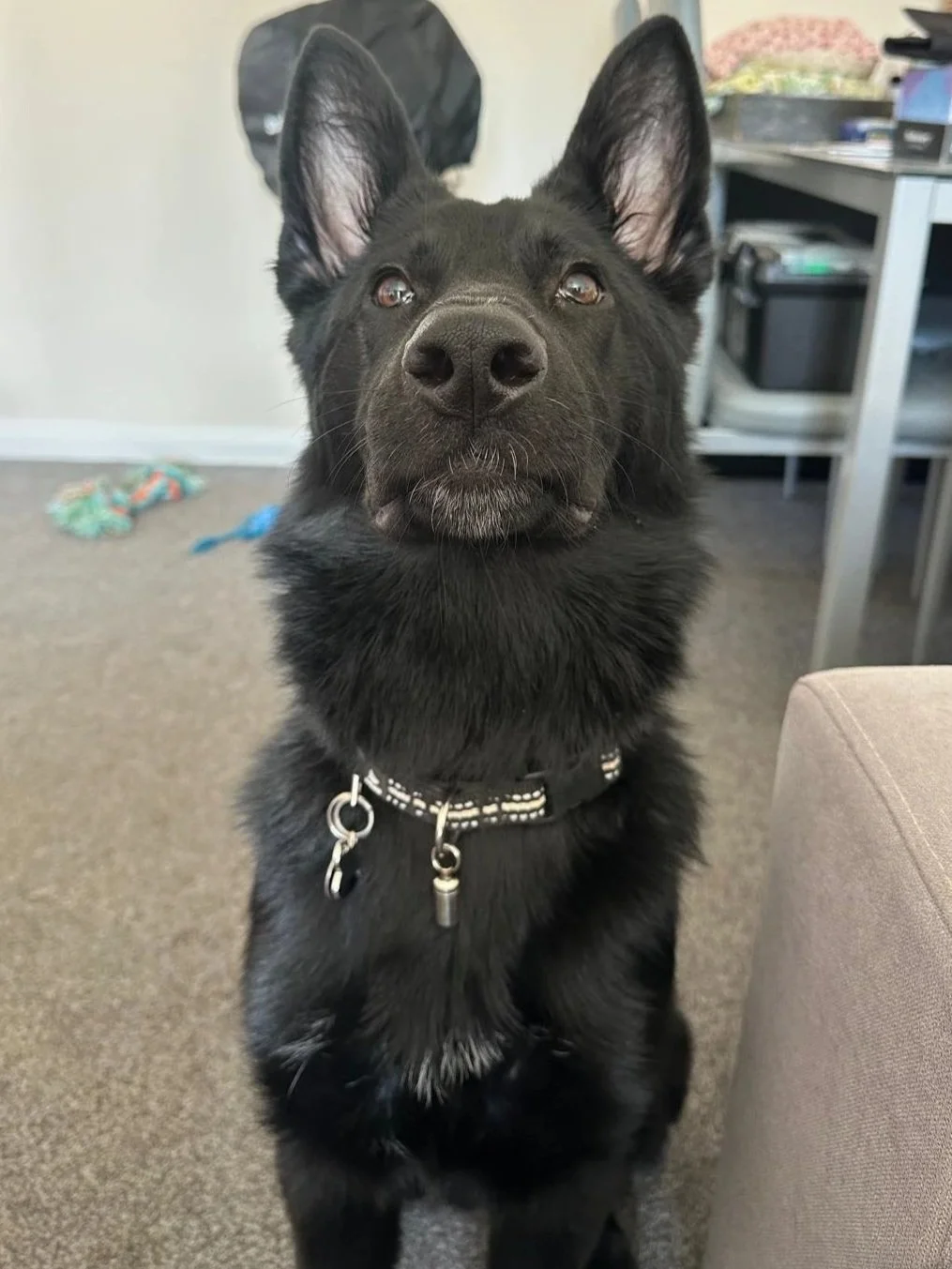 Black dog with pointed ears and a star-shaped collar sitting on carpeted floor indoors.