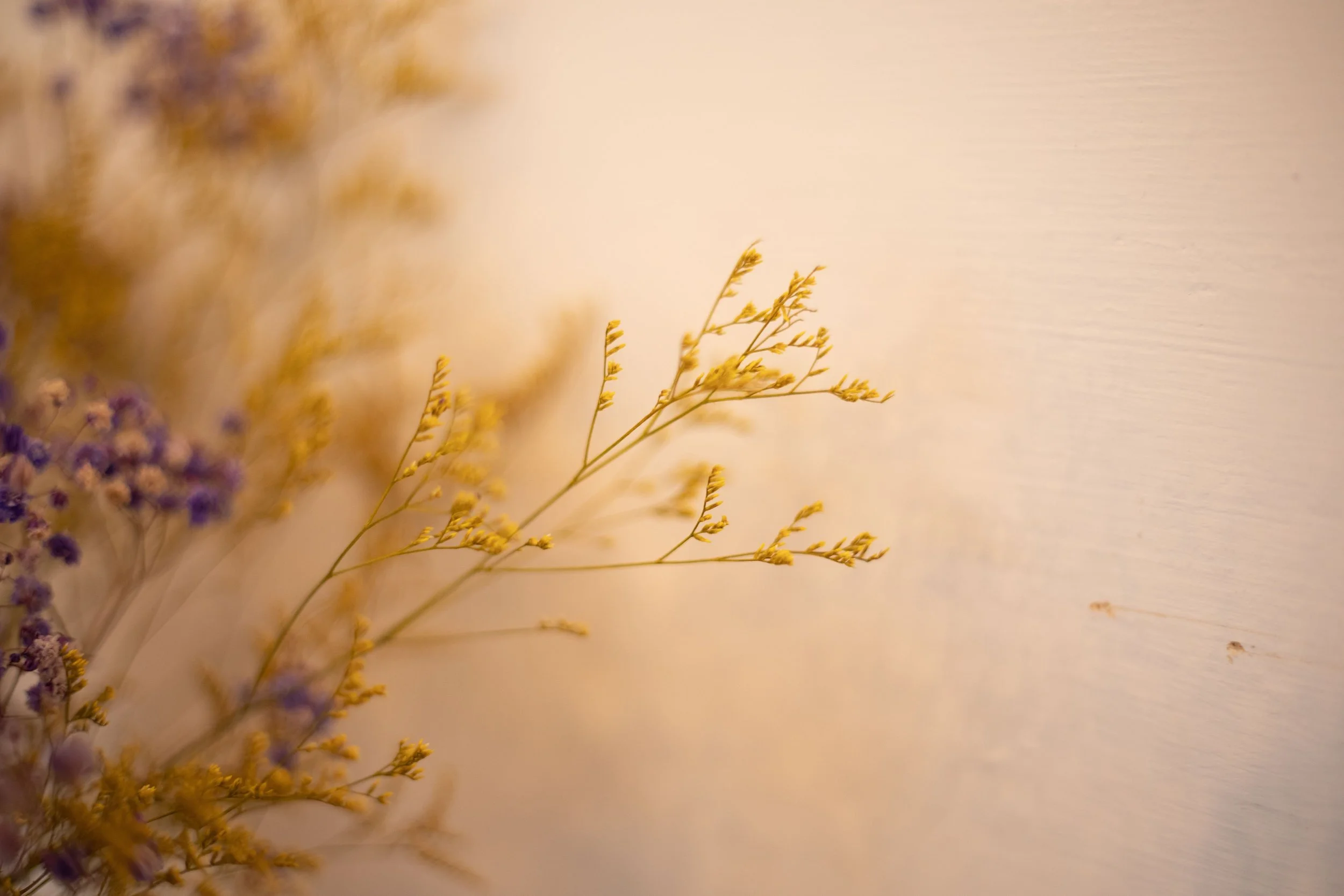 Getrocknete, gelbe Gräser und lila Blumen auf cremfarbenem Hintergrund.