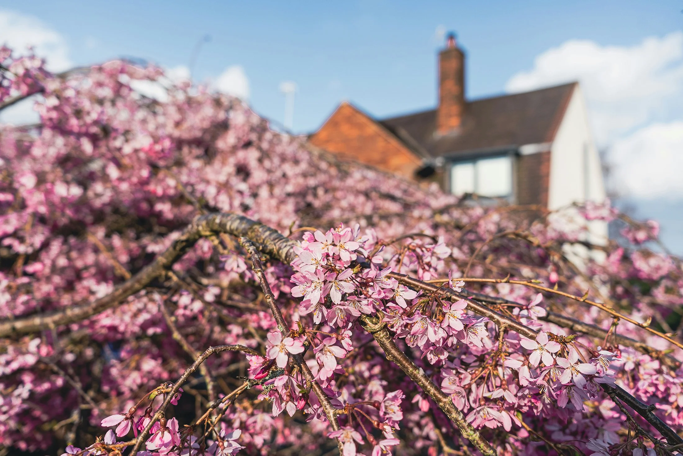 Pink cherry blossoms on branches in front of a house with a brick chimney, under a blue sky with clouds.