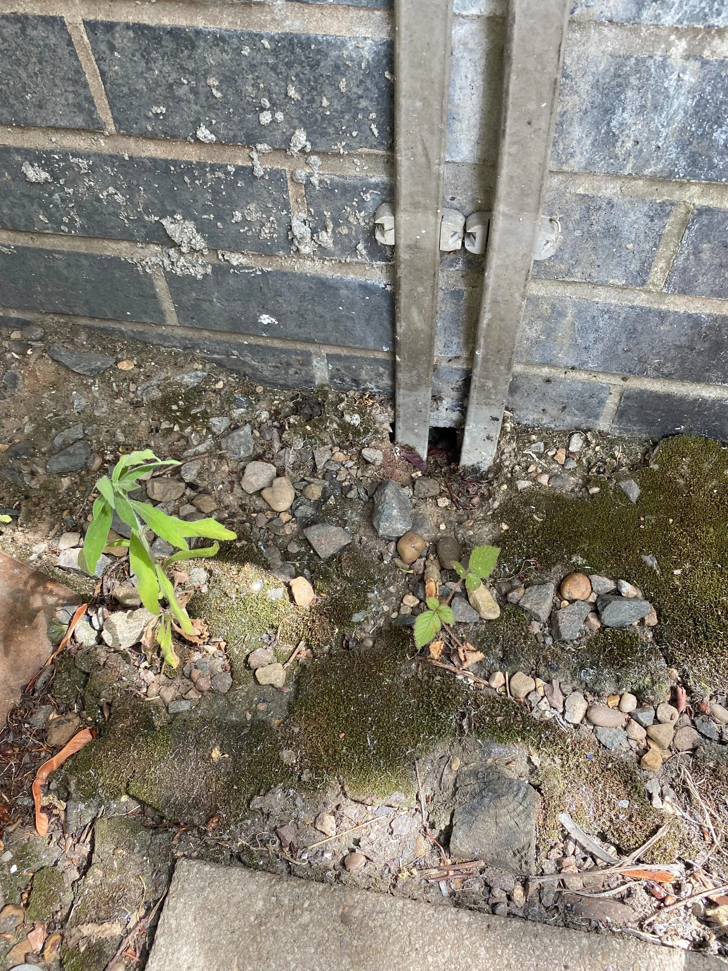 Signs You May Have Rats Around Your Property
🚨 Could rats be visiting your property without you knowing? 🚨
Rats are excellent at staying hidden, but they often leave behind clues:
✅ Droppings along walls and pathways ✅ Gnaw marks on wood, cables, a
