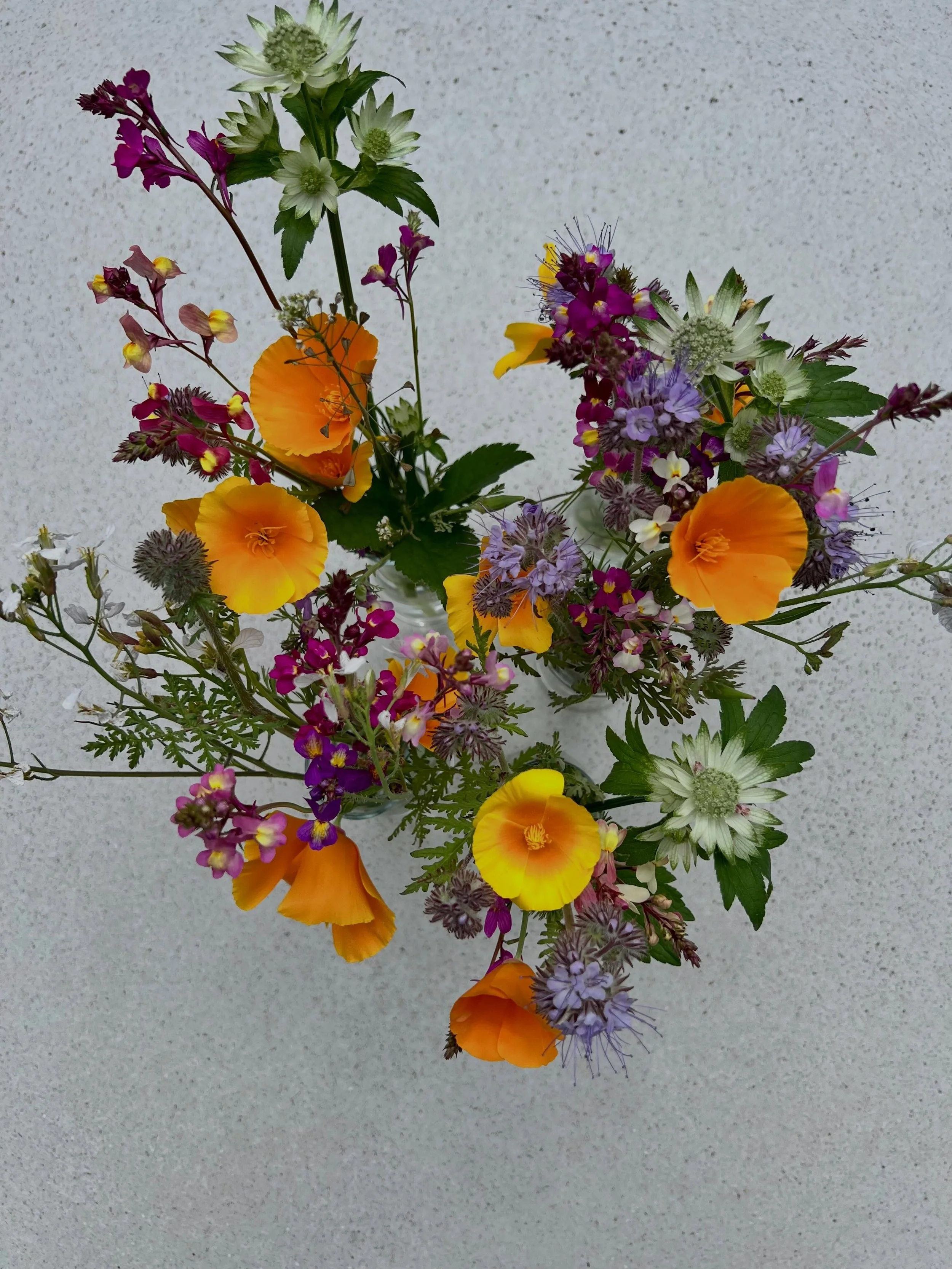 Today we picked the very first flowers from our new crop of Wildflowers @waingatesfarmhuts for our guests arriving this weekend. The recent warm sun and rain has really brought them on and we&rsquo;re excited to see what else starts to come through o