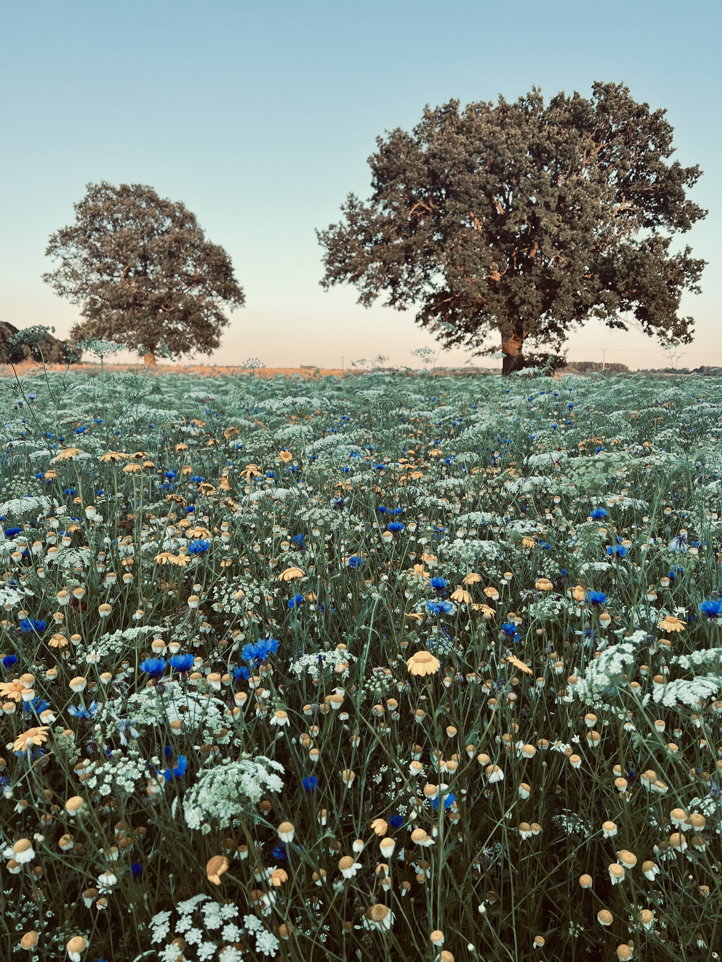 A field of wildflowers with two large trees in the background under a clear sky.